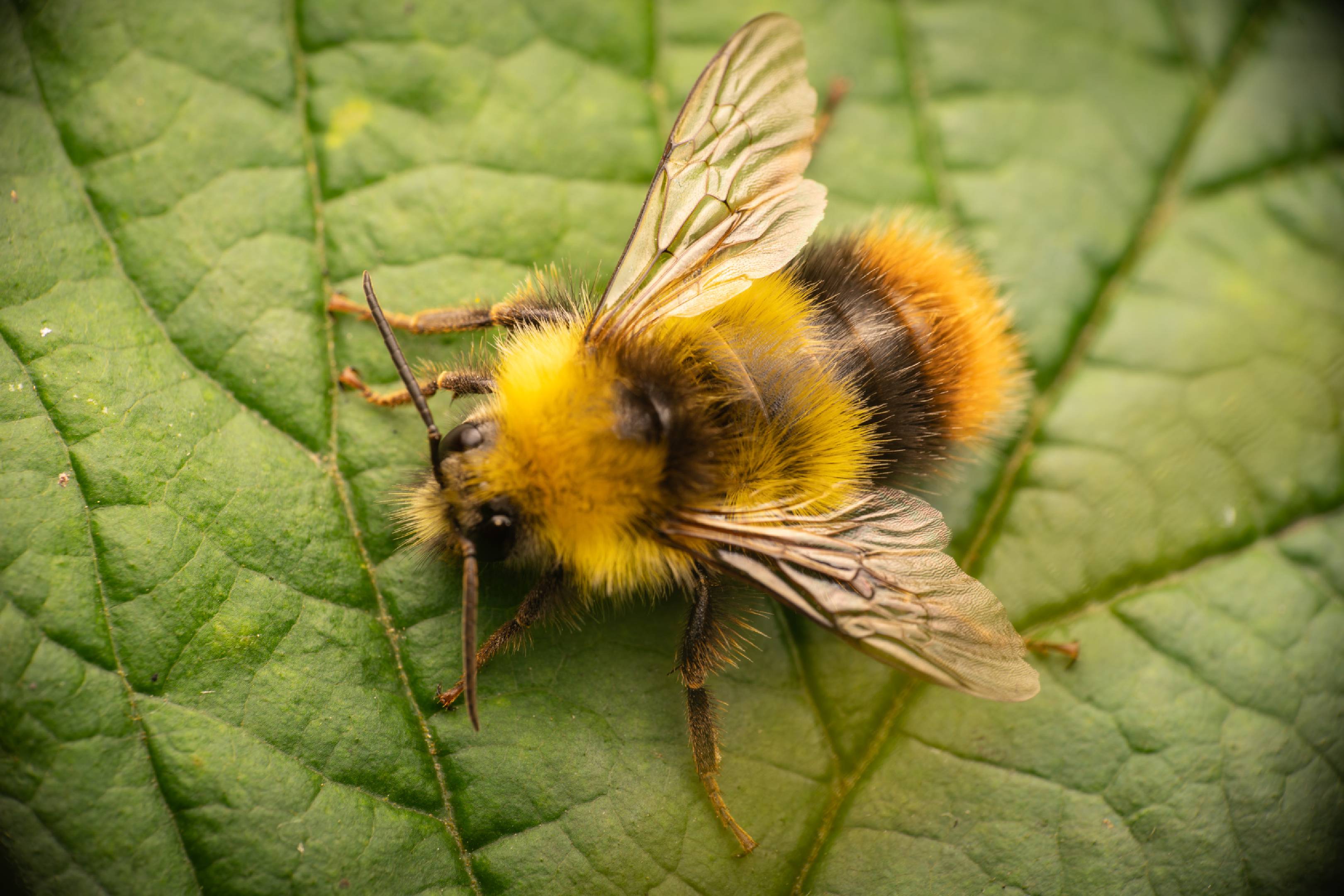 Early Bumble Bee | Early Bumble Bee