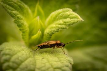 Common Nettle Flower Bug