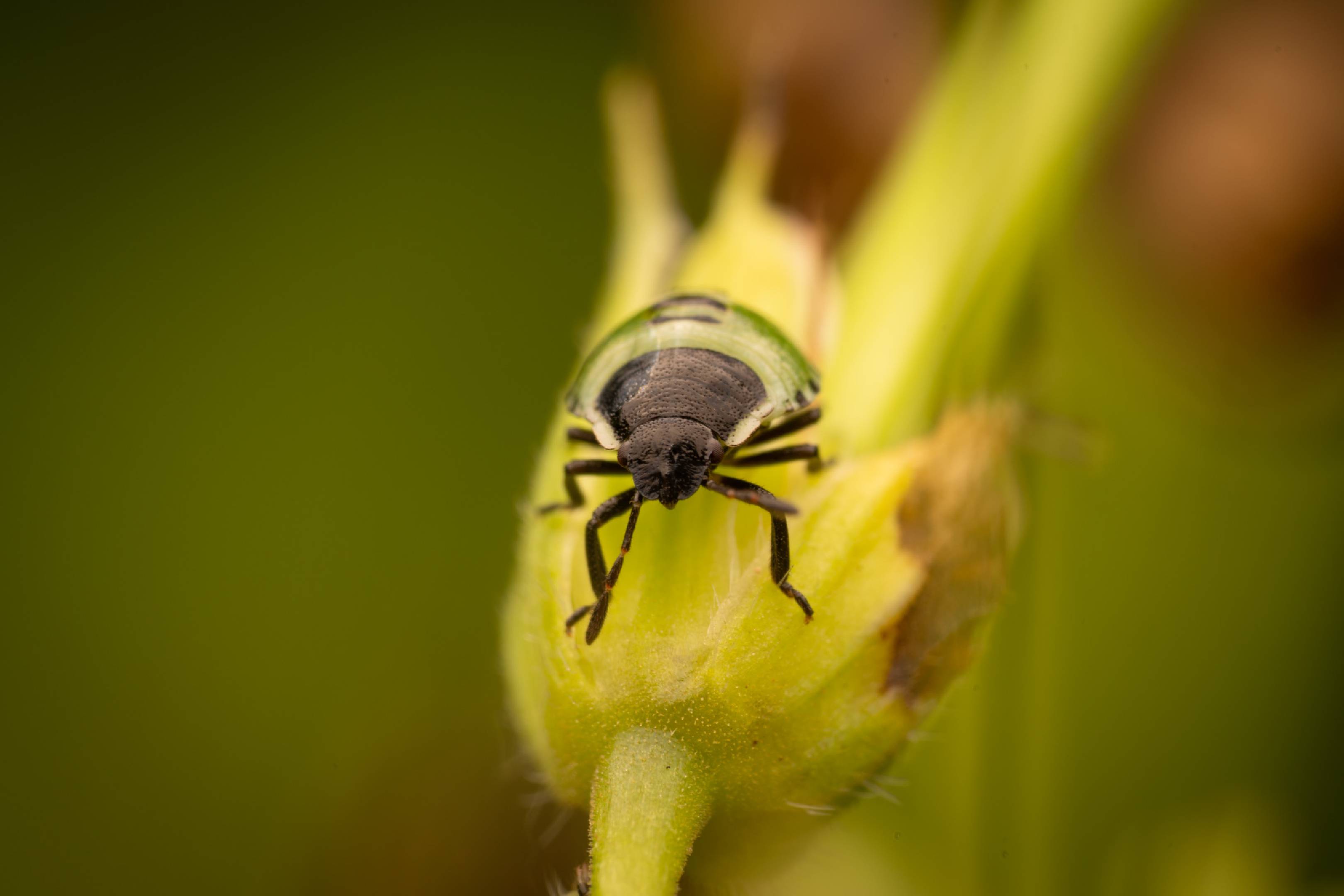 Green Shield Bug | Green Shield Bug