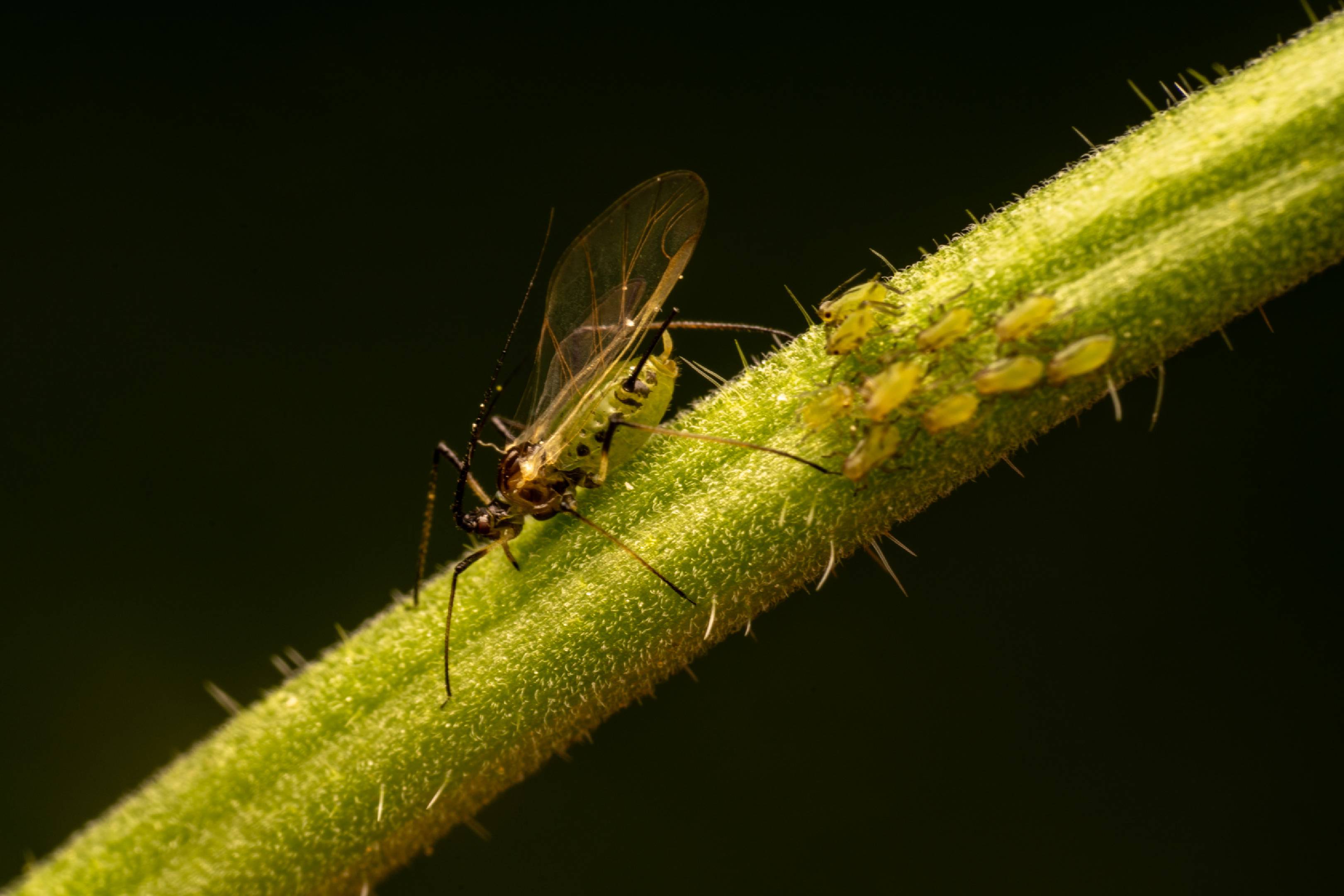Rose Aphid | Rose Aphid