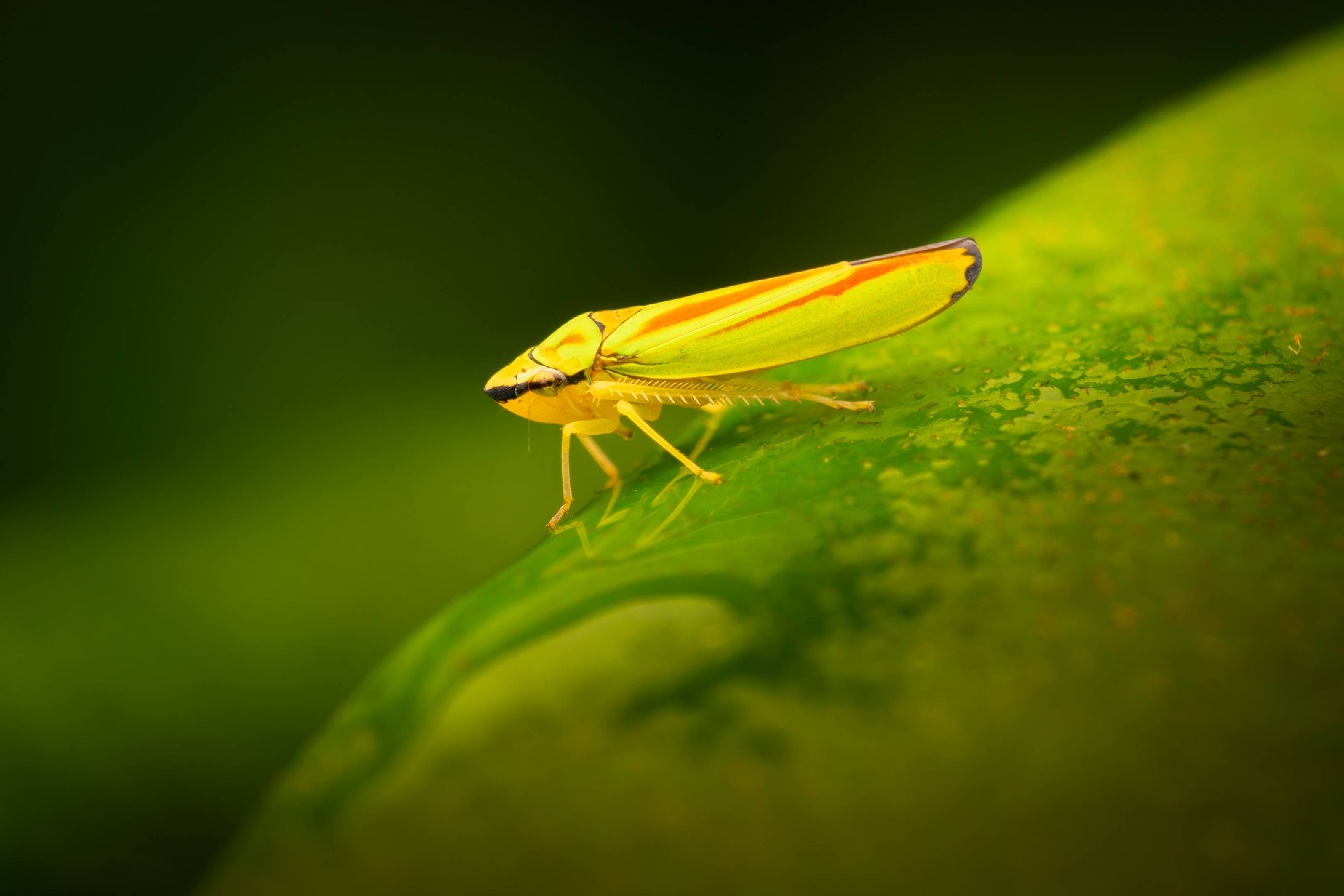 Rhododendron Leafhopper