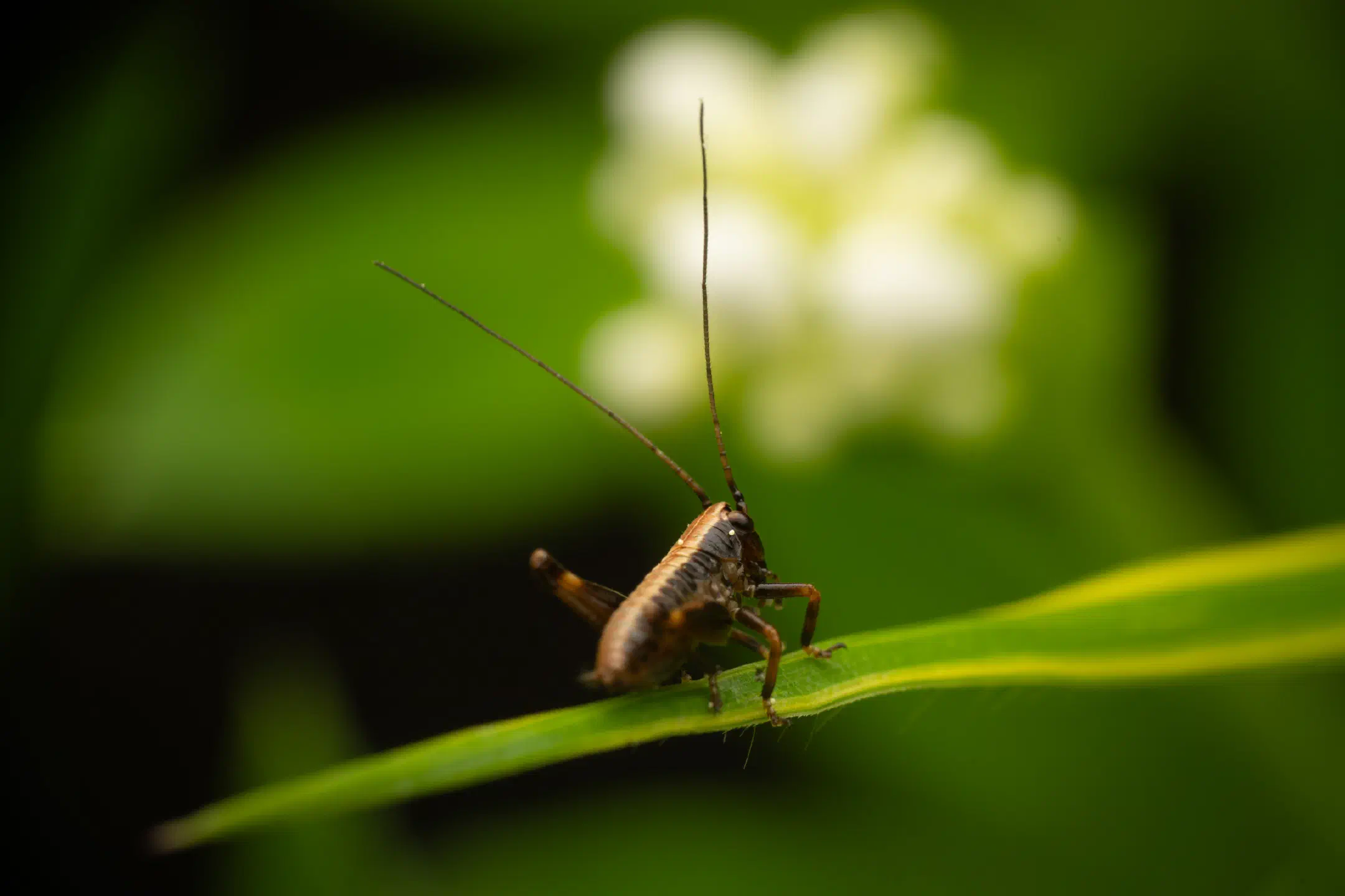 Dark Bush-cricket