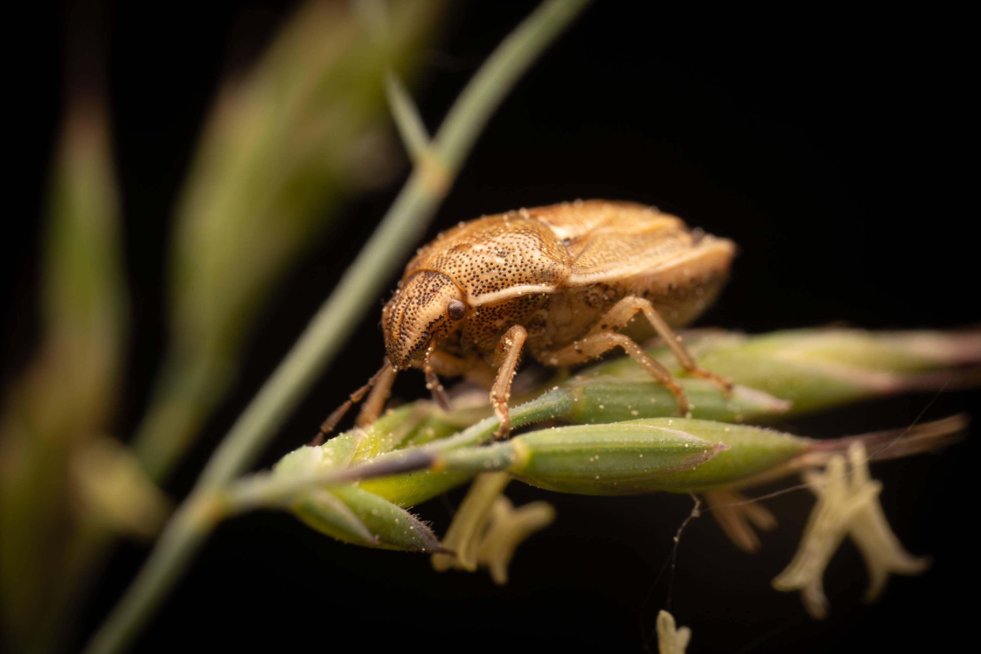 Bishop's Mitre Shield Bug | Bishop's Mitre Shield Bug