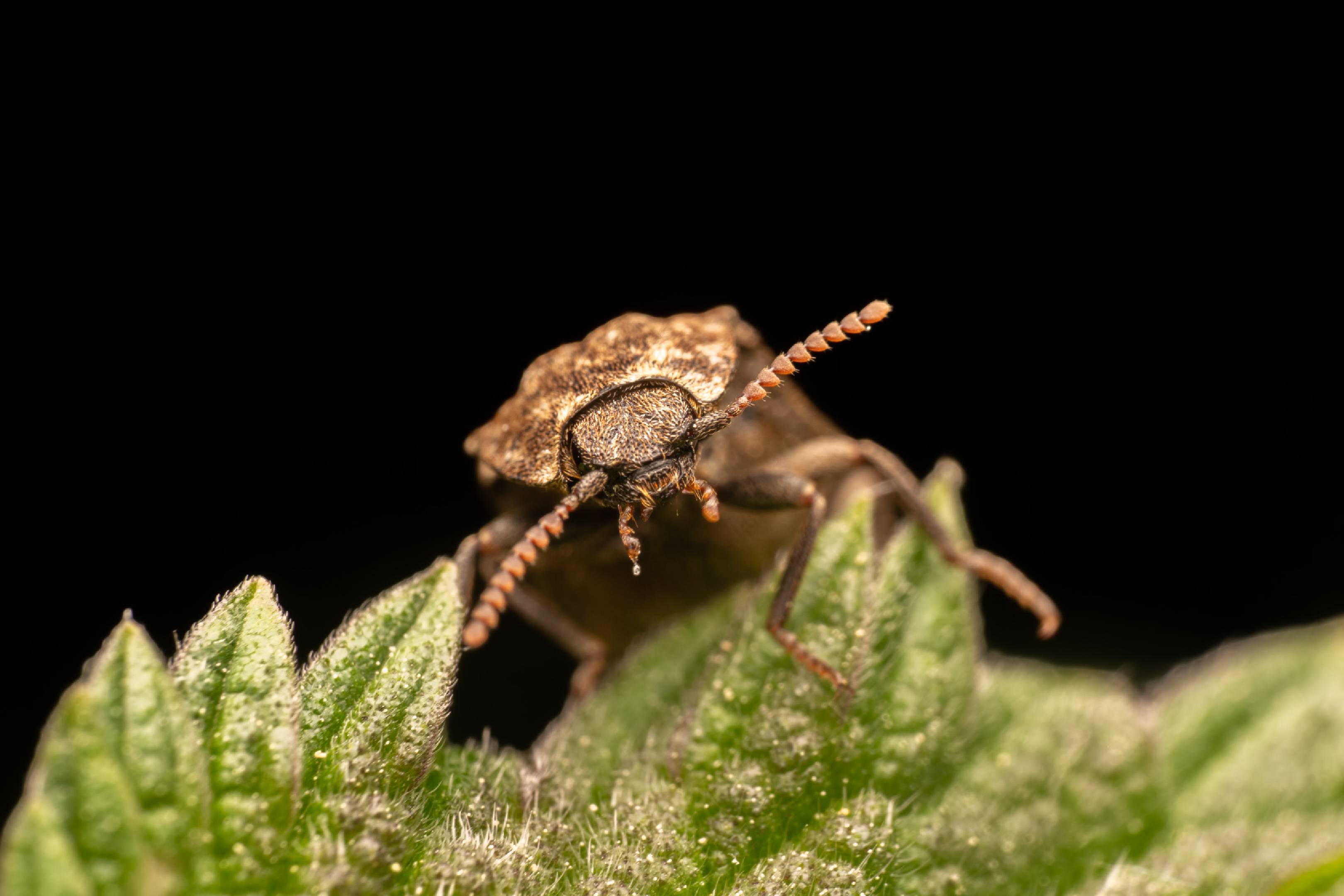 Mottled dingy-brown click beetle | Mottled dingy-brown click beetle