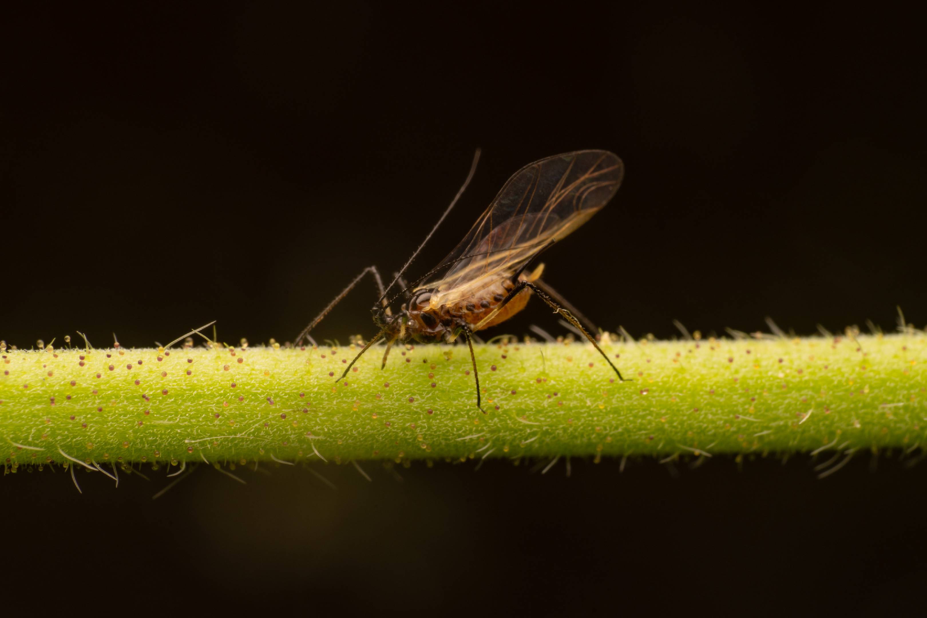 Rose Aphid | Rose Aphid