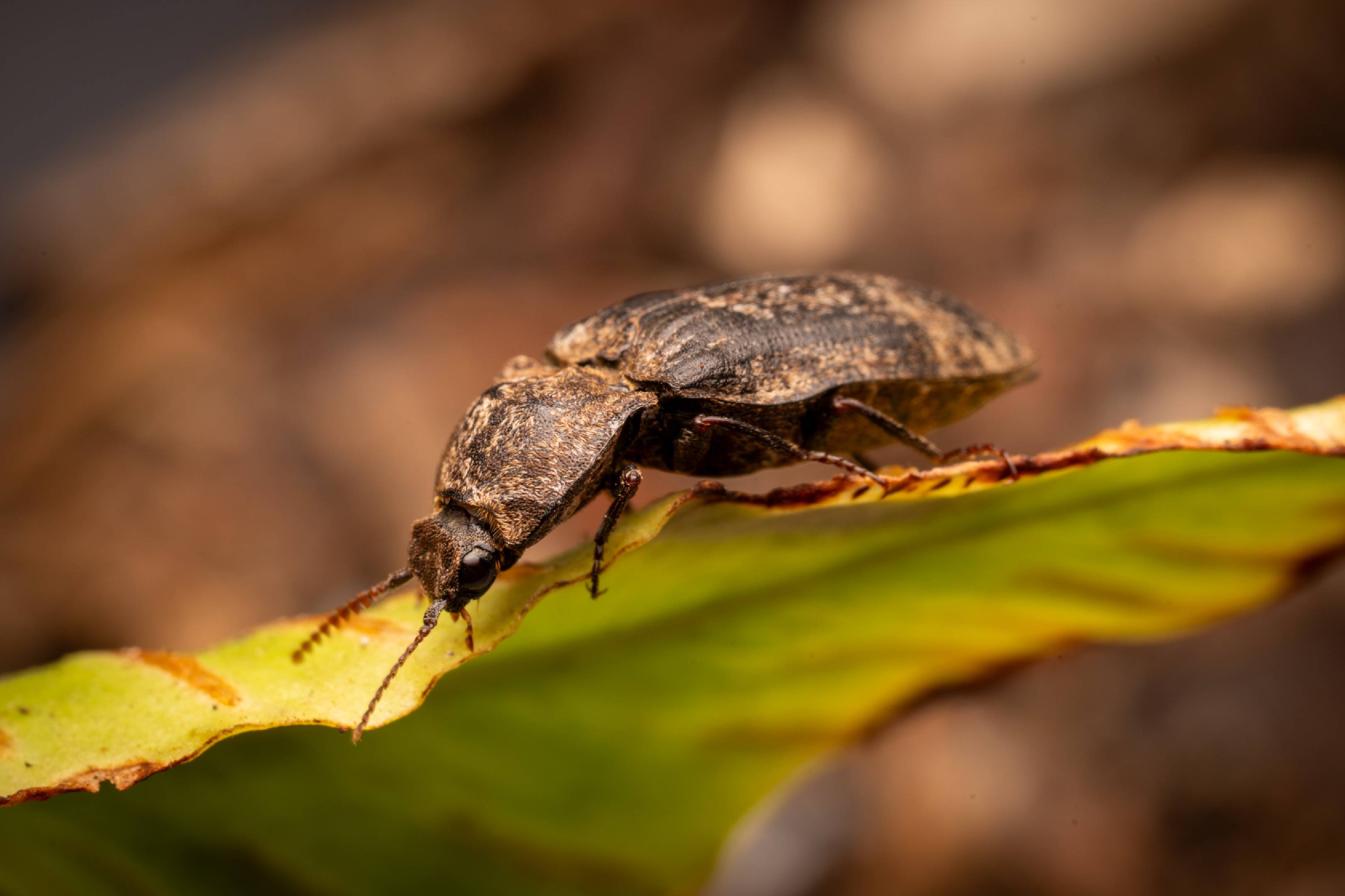 chequered click beetle | chequered click beetle