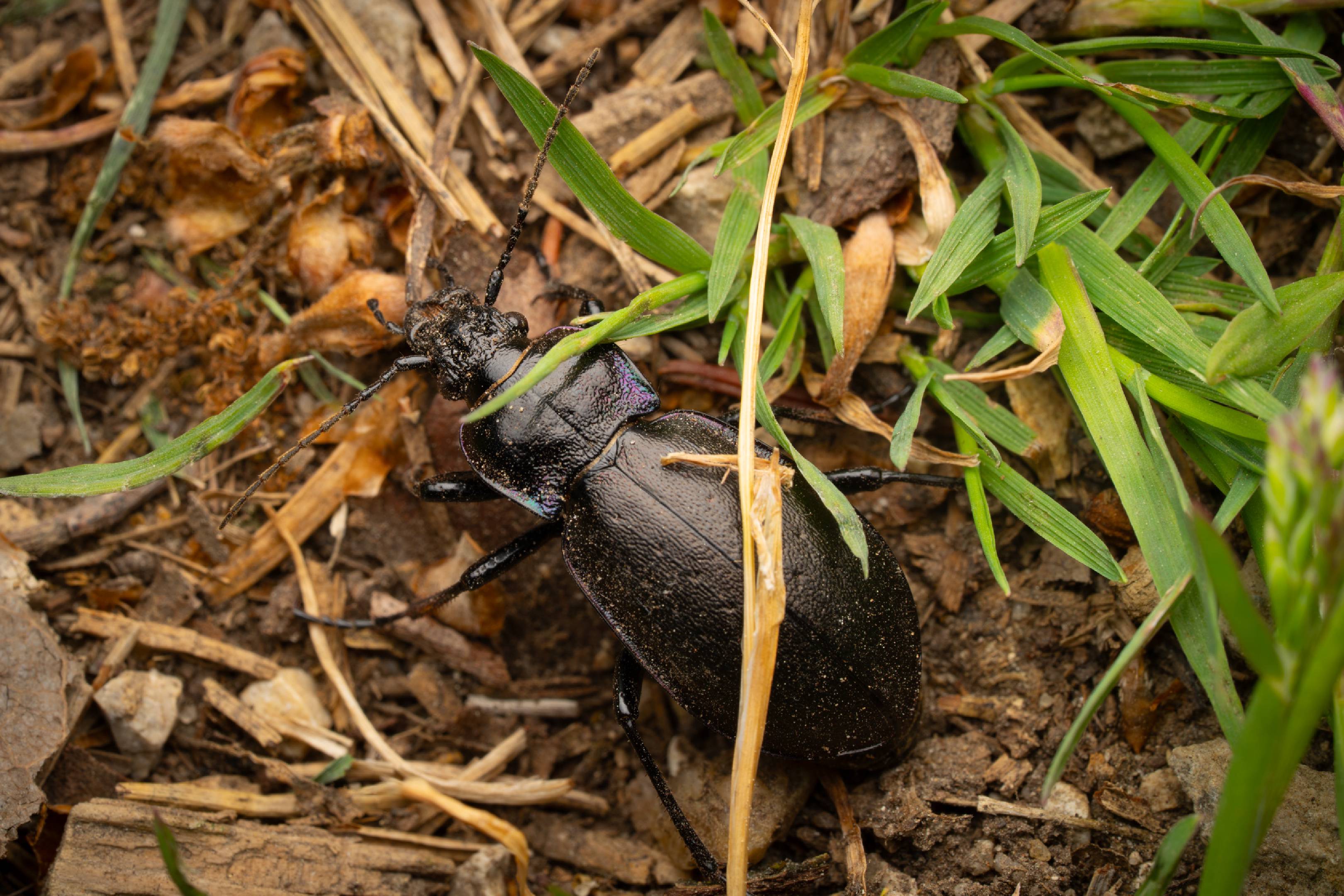 Bronze Ground Beetle | Bronze Ground Beetle