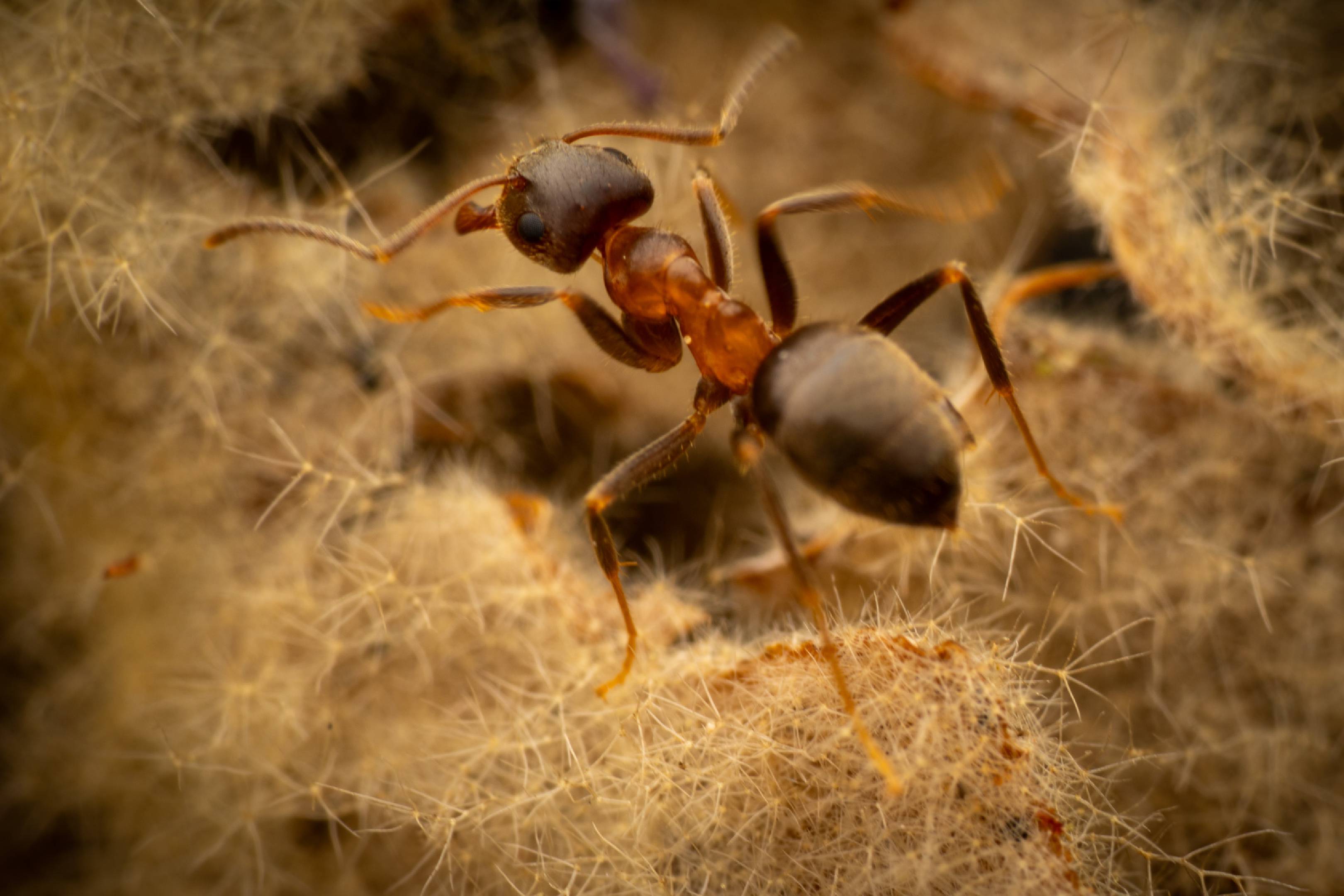 Brown Tree Ant | Brown Tree Ant