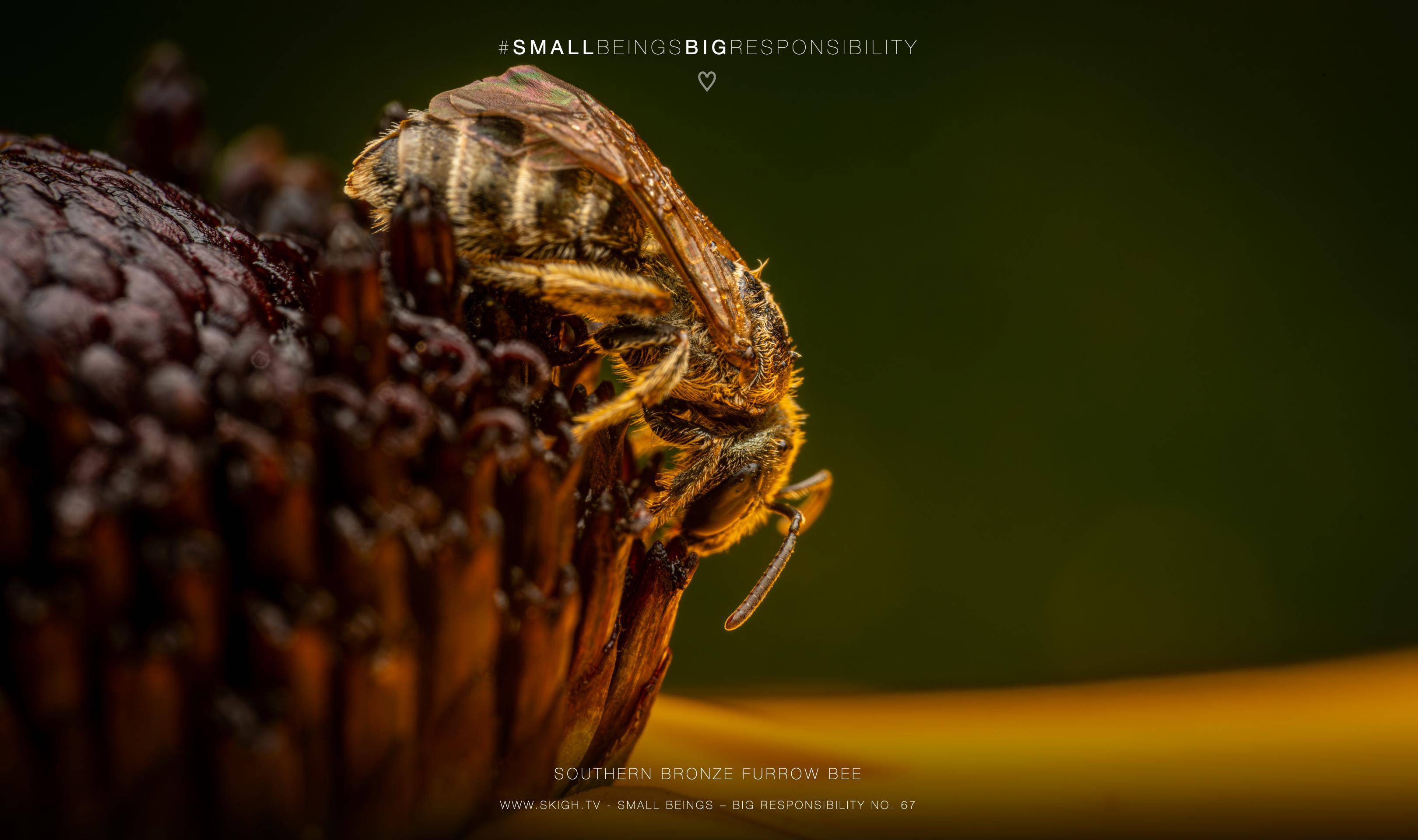 southern bronze furrow bee | 1/200s * f16 * ISO 200 * 90mm - FE 90mm F2.8 Macro G OSS - Sony α7R V southern bronze furrow bee