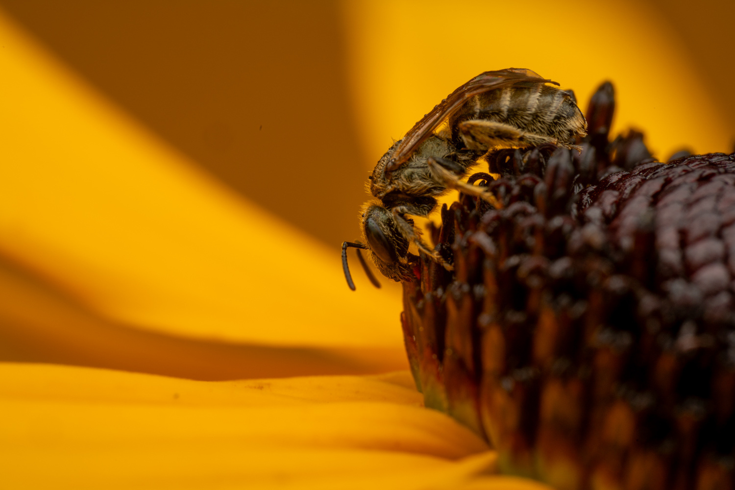 southern bronze furrow bee | 1/200s * f16 * ISO 200 * 90mm - FE 90mm F2.8 Macro G OSS - Sony α7R V southern bronze furrow bee
