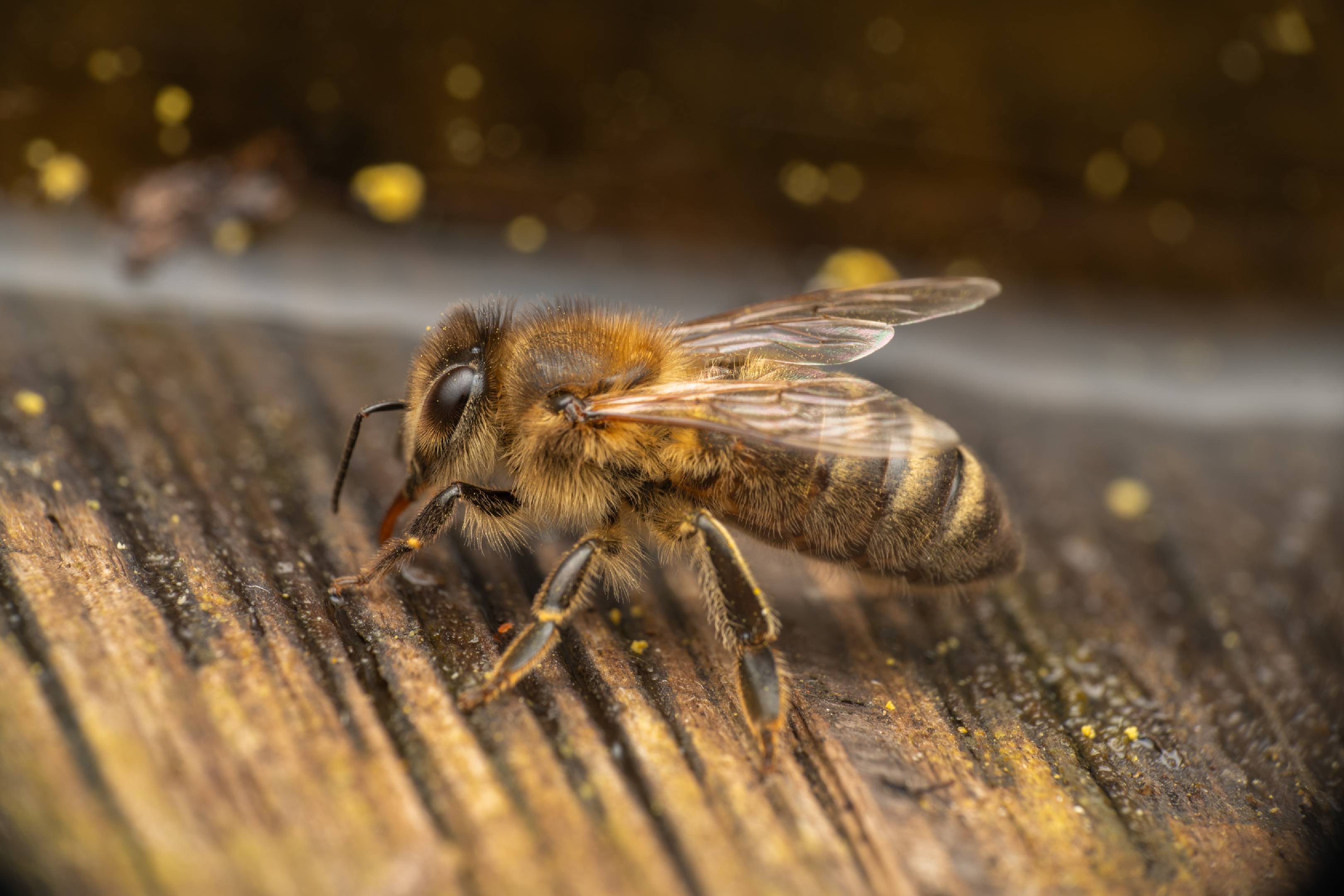 Western Honey Bee