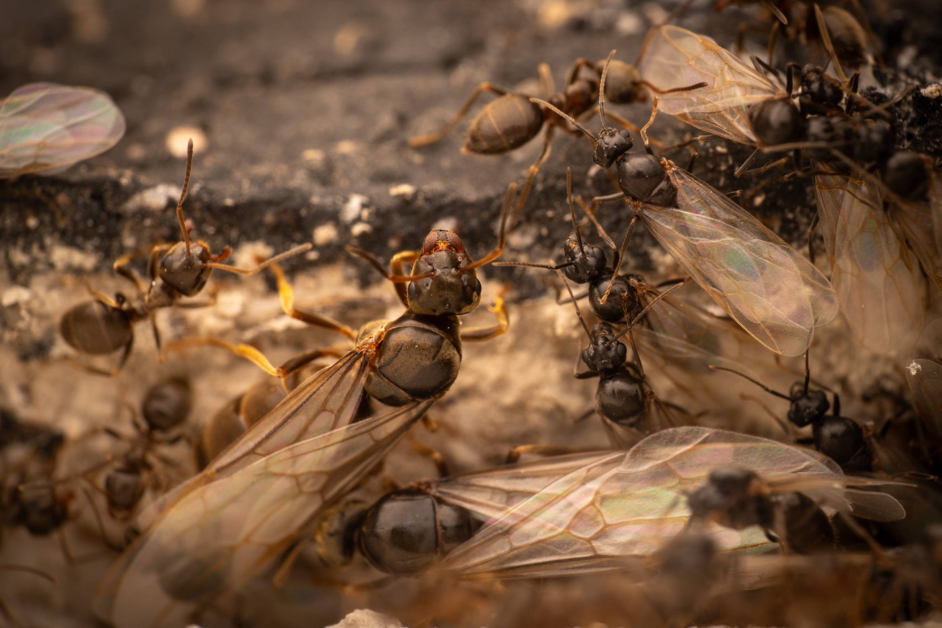Brown Tree Ant | Brown Tree Ant