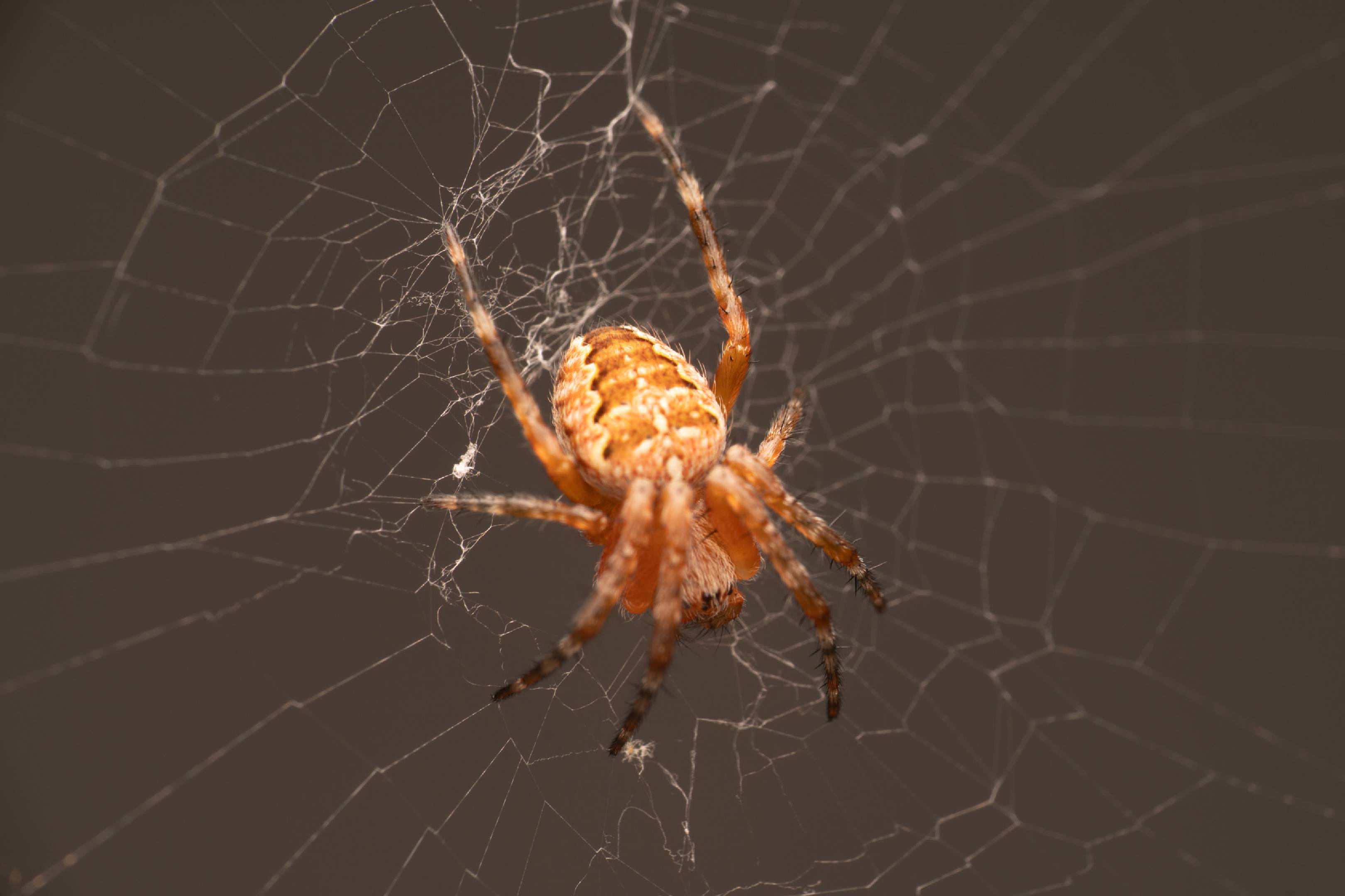 Cross Orbweaver | Cross Orbweaver