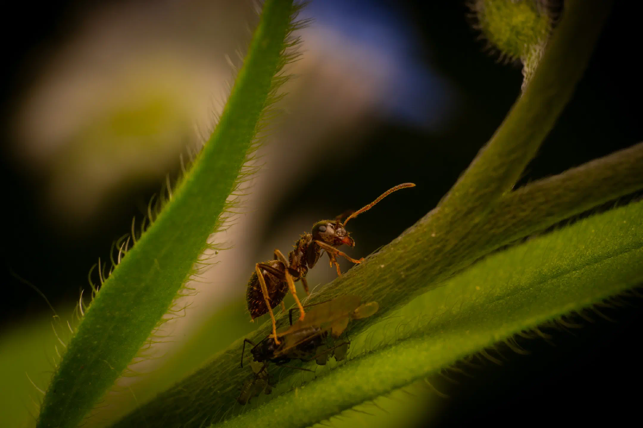 Brown Tree Ant