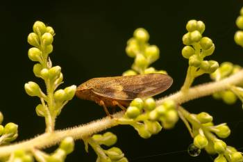 Alder Spittlebug