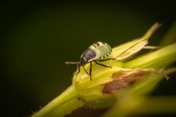 Green Shield Bug
