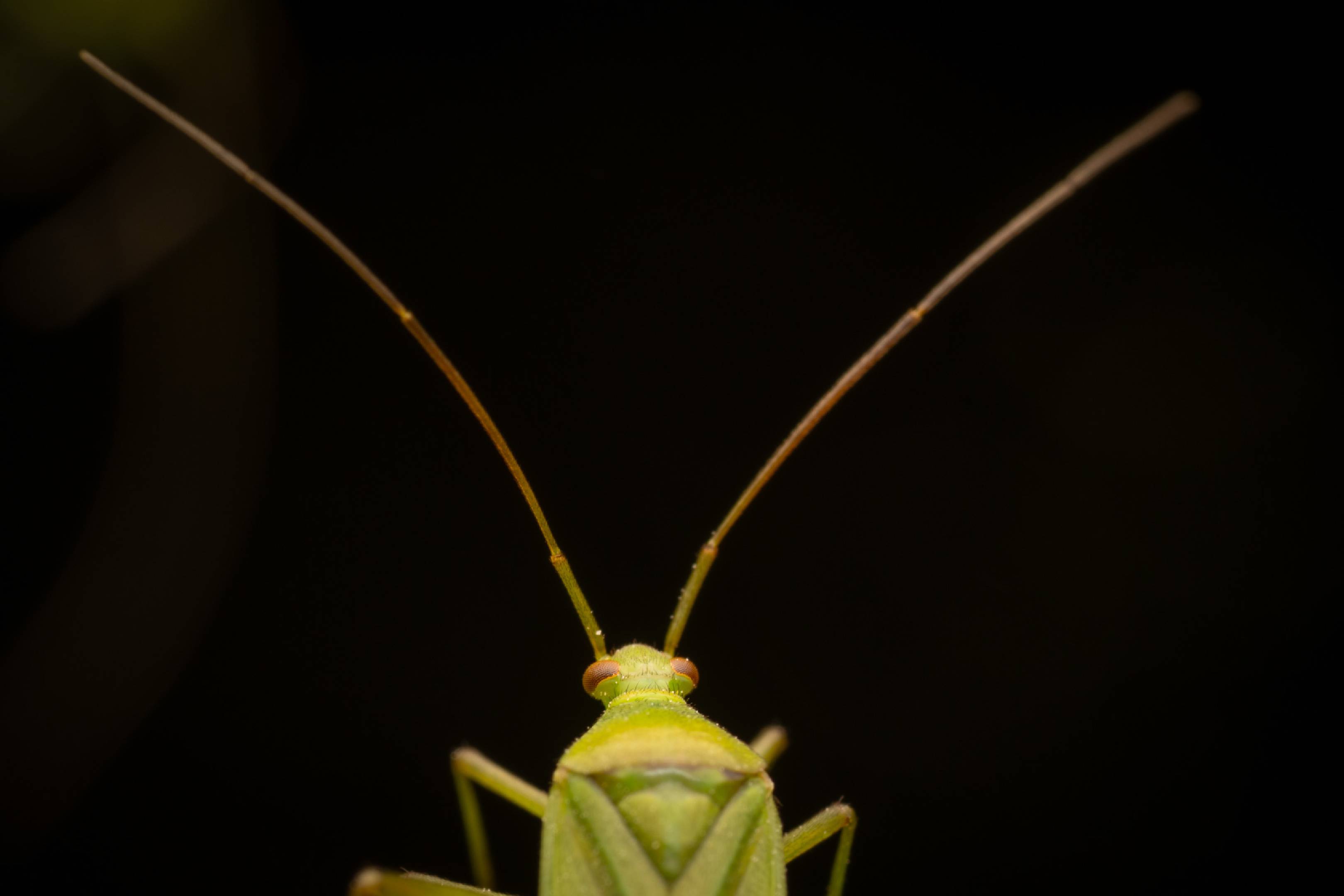 Calocoris affinis | Calocoris affinis
