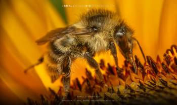 Shrill carder bee