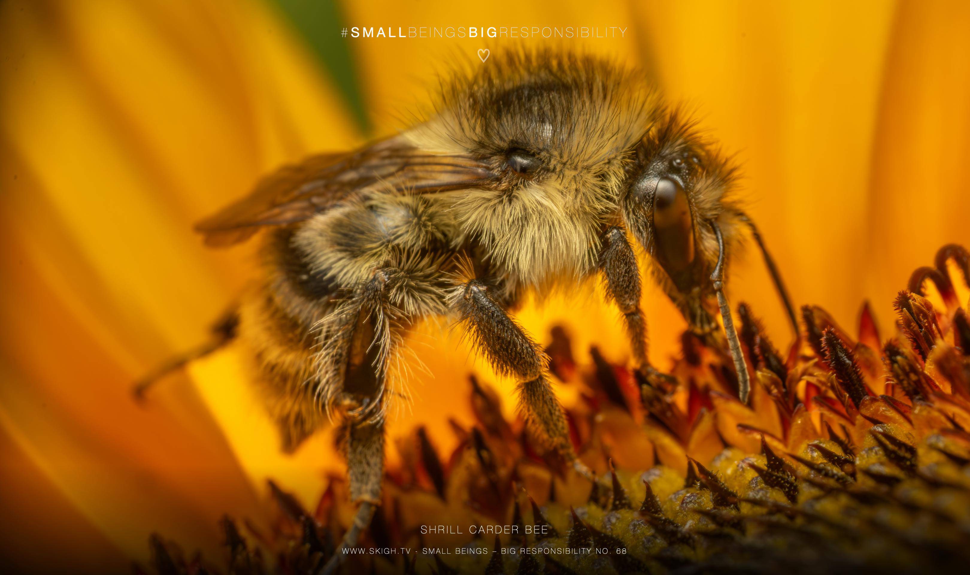 Shrill carder bee | 1/200s * f16 * ISO 400 * 90mm - FE 90mm F2.8 Macro G OSS - Sony α7R V Shrill carder bee