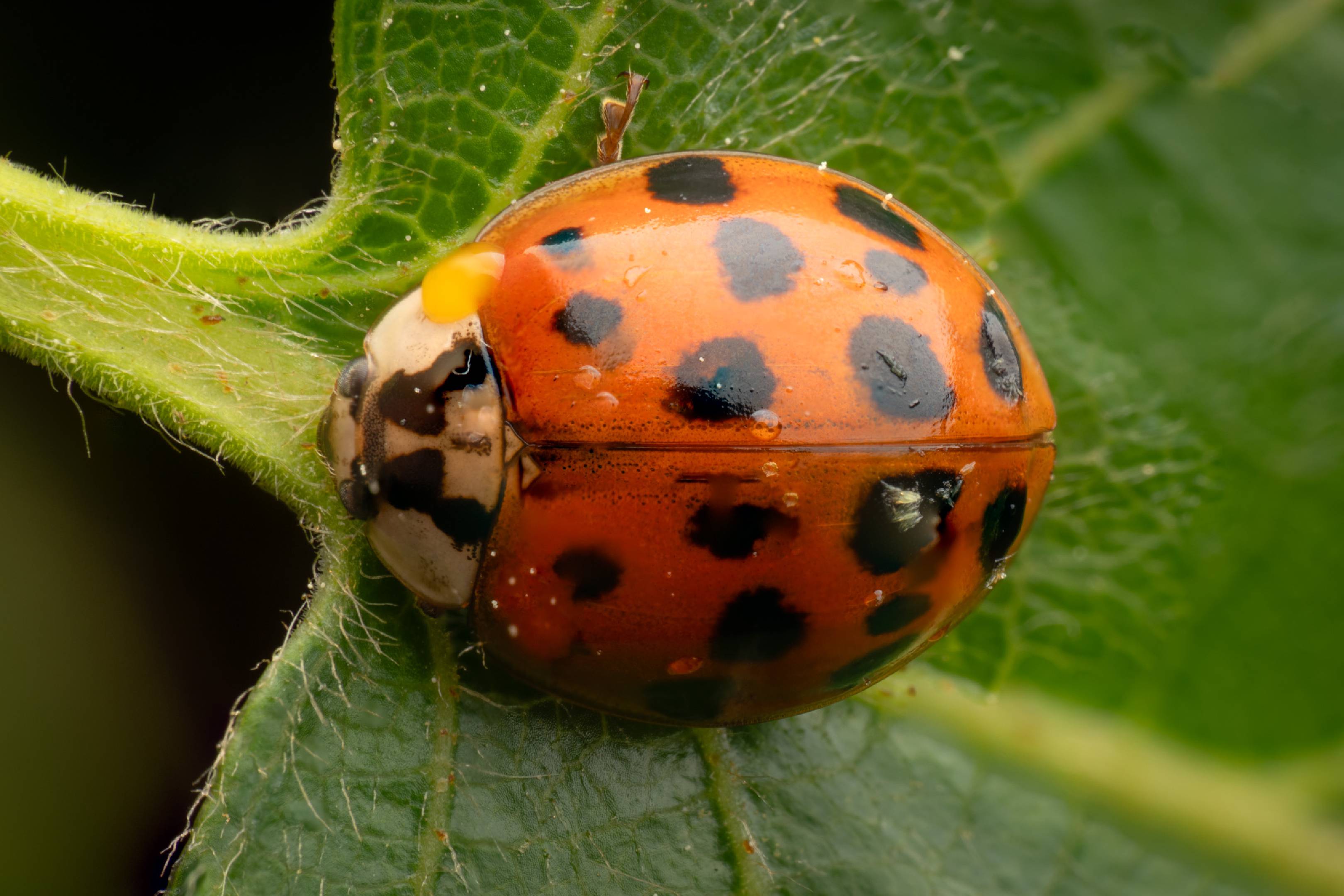 Asian Lady Beetle | Asian Lady Beetle