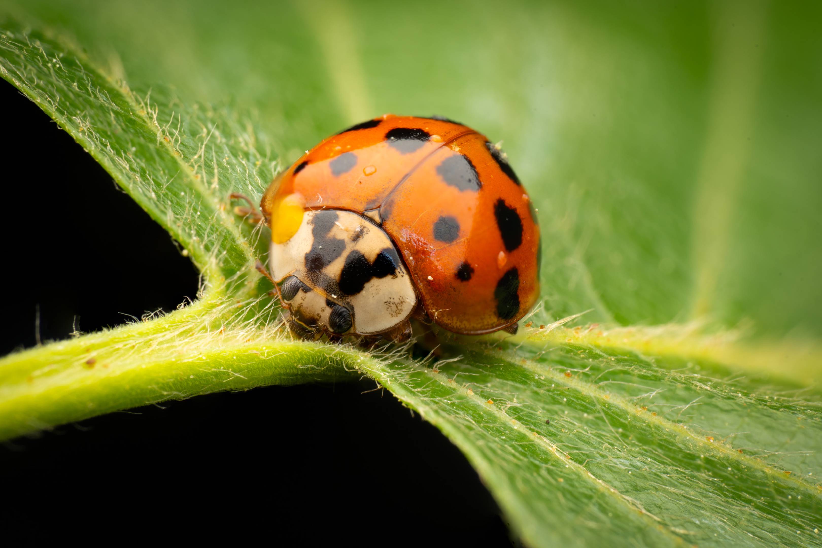 Asian Lady Beetle