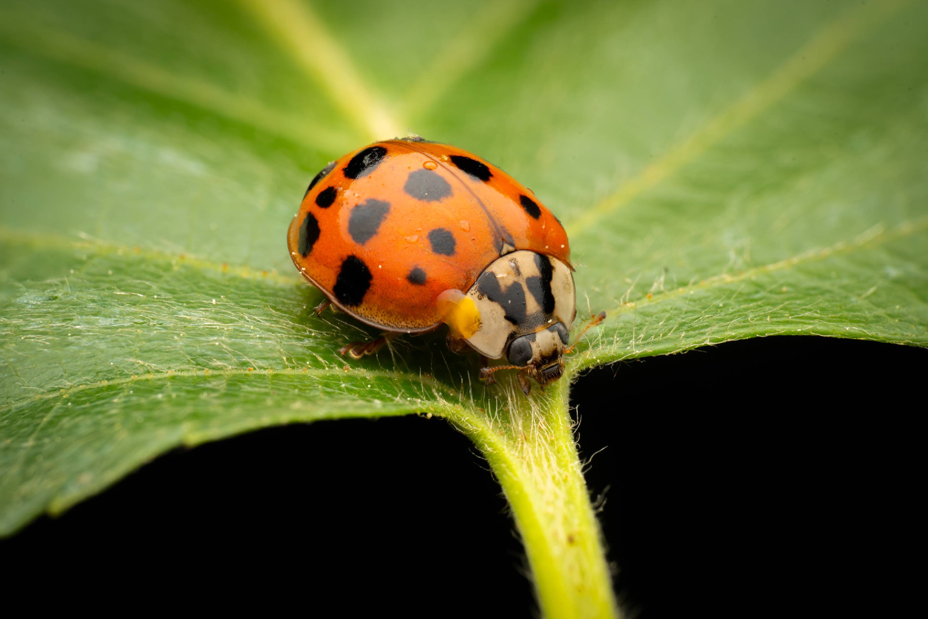 Asian Lady Beetle | Asian Lady Beetle