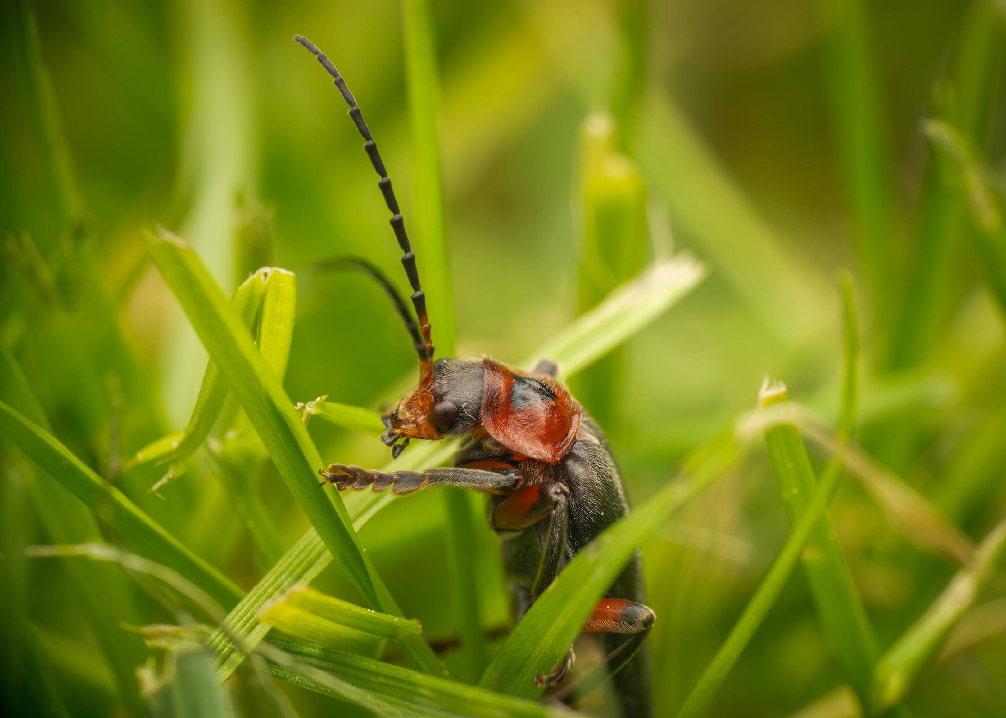 Rustic Sailor Beetle | Rustic Sailor Beetle