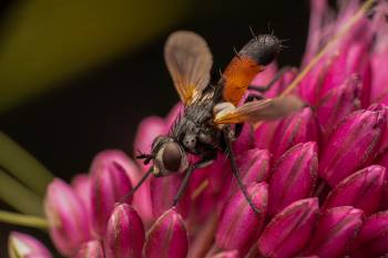 Cylindromyia brassicaria