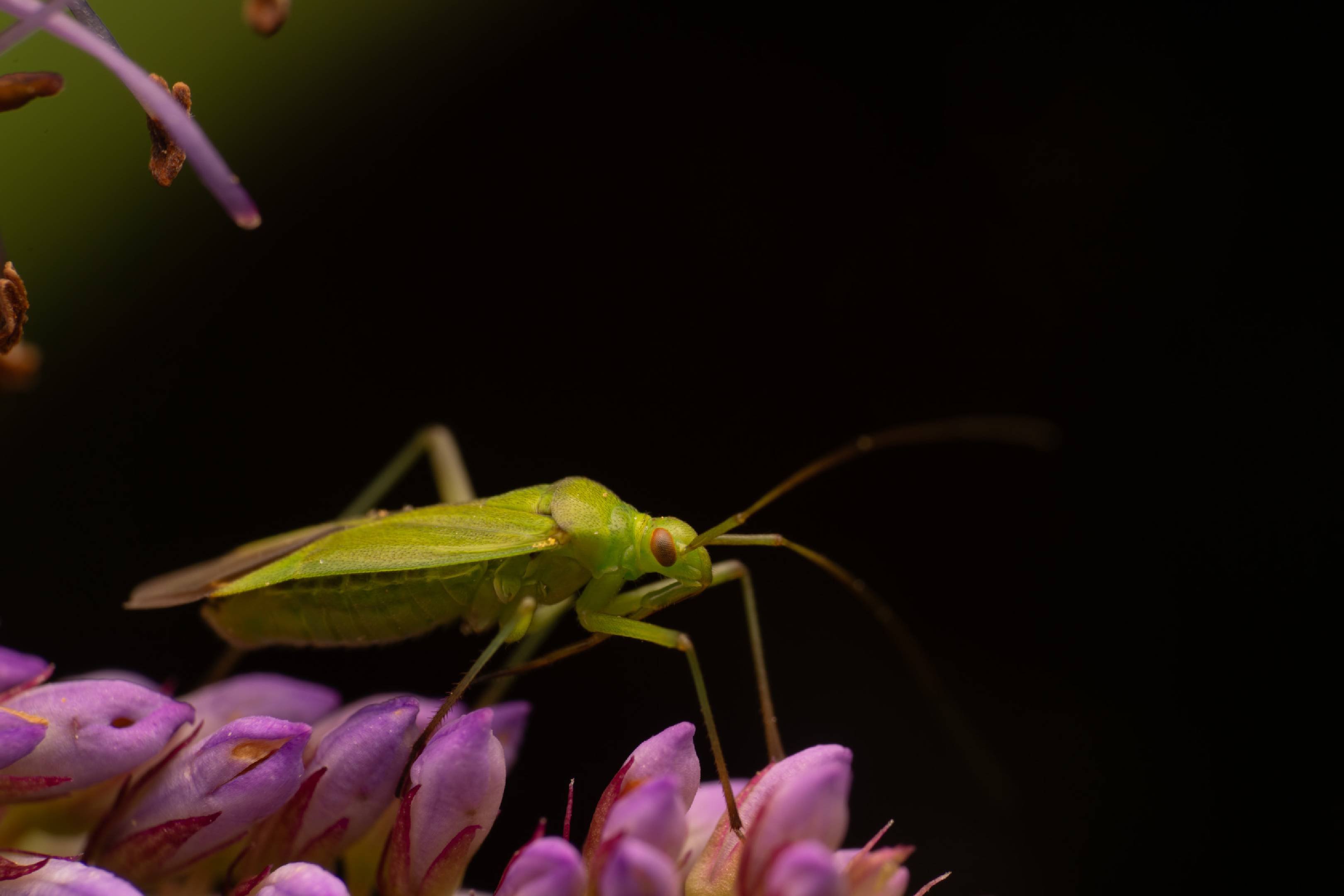 Calocoris affinis | Calocoris affinis