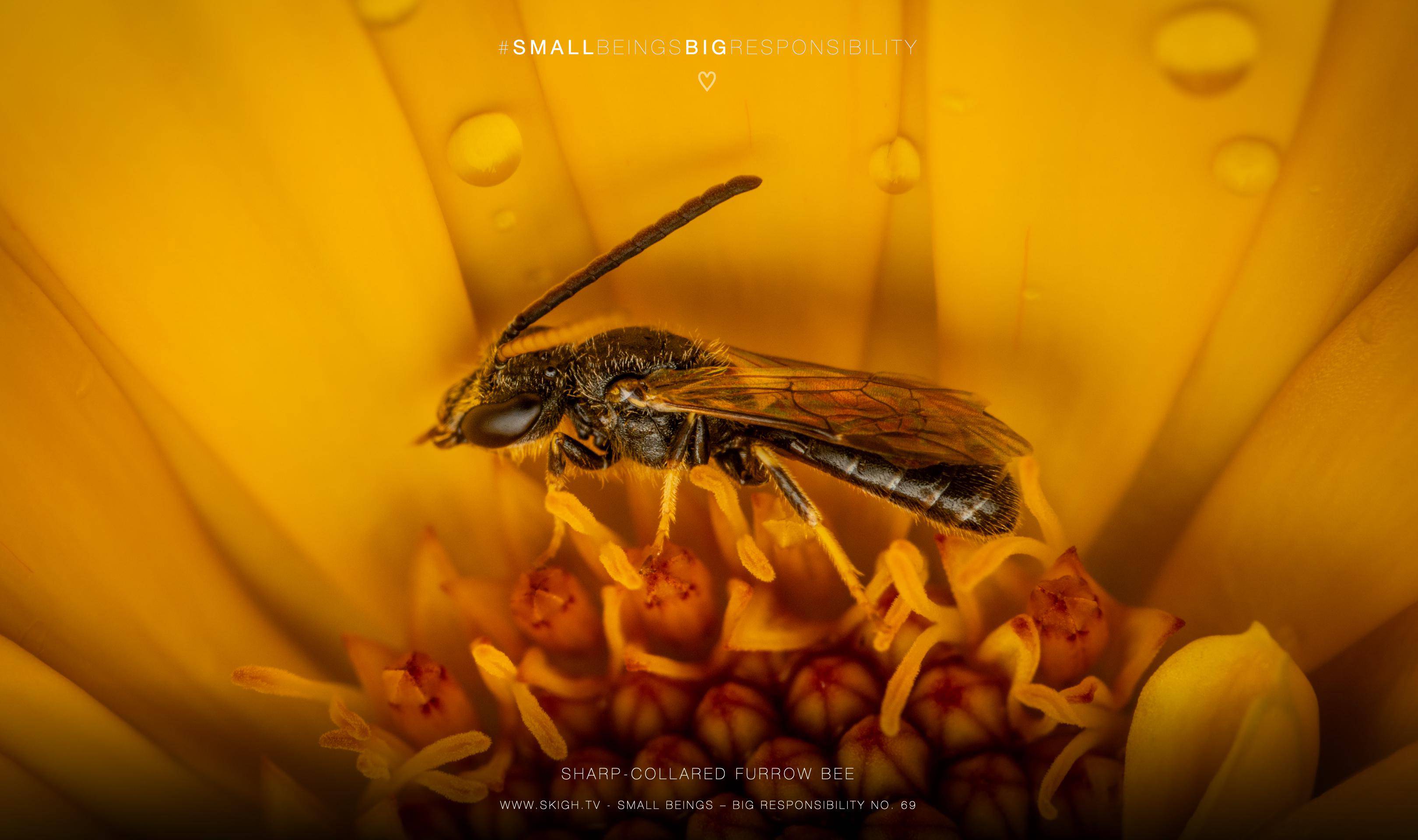 Sharp-collared furrow bee | 1/200s * f14 * ISO 200 * 90mm - FE 90mm F2.8 Macro G OSS - Sony α7R V Sharp-collared furrow bee
