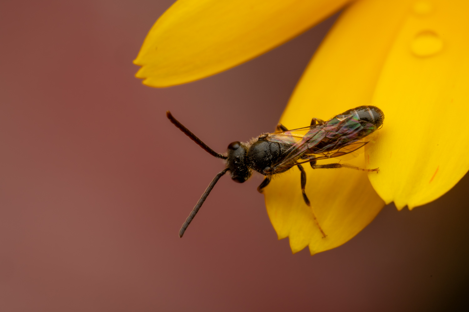 Sharp-collared furrow bee | 1/200s * f14 * ISO 200 * 90mm - FE 90mm F2.8 Macro G OSS - Sony α7R V Sharp-collared furrow bee