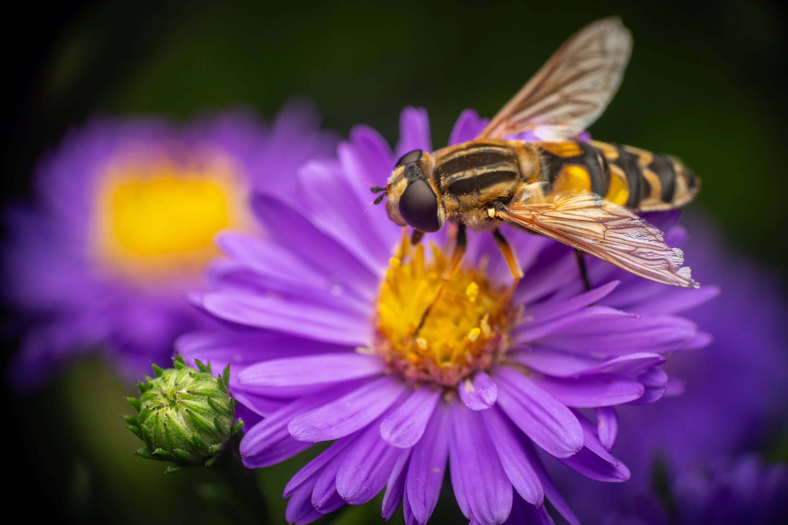 Trivittate Marsh Fly | Trivittate Marsh Fly