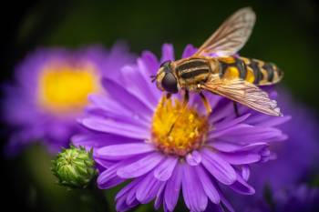 Trivittate Marsh Fly