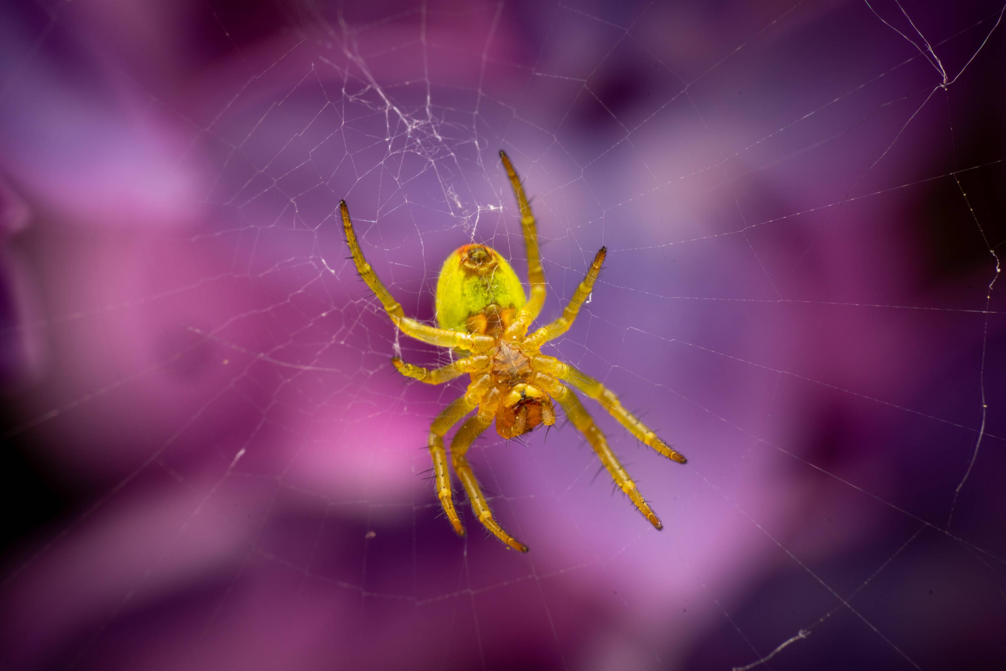 Cucumber Green Spider | Cucumber Green Spider