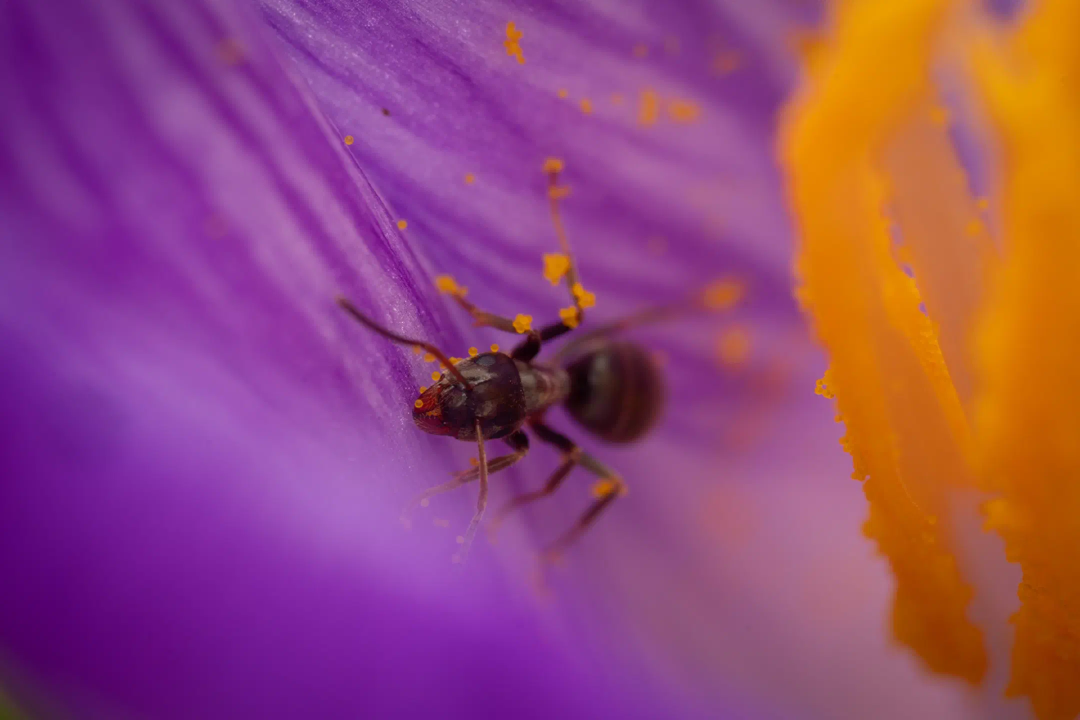 Black Garden Ant