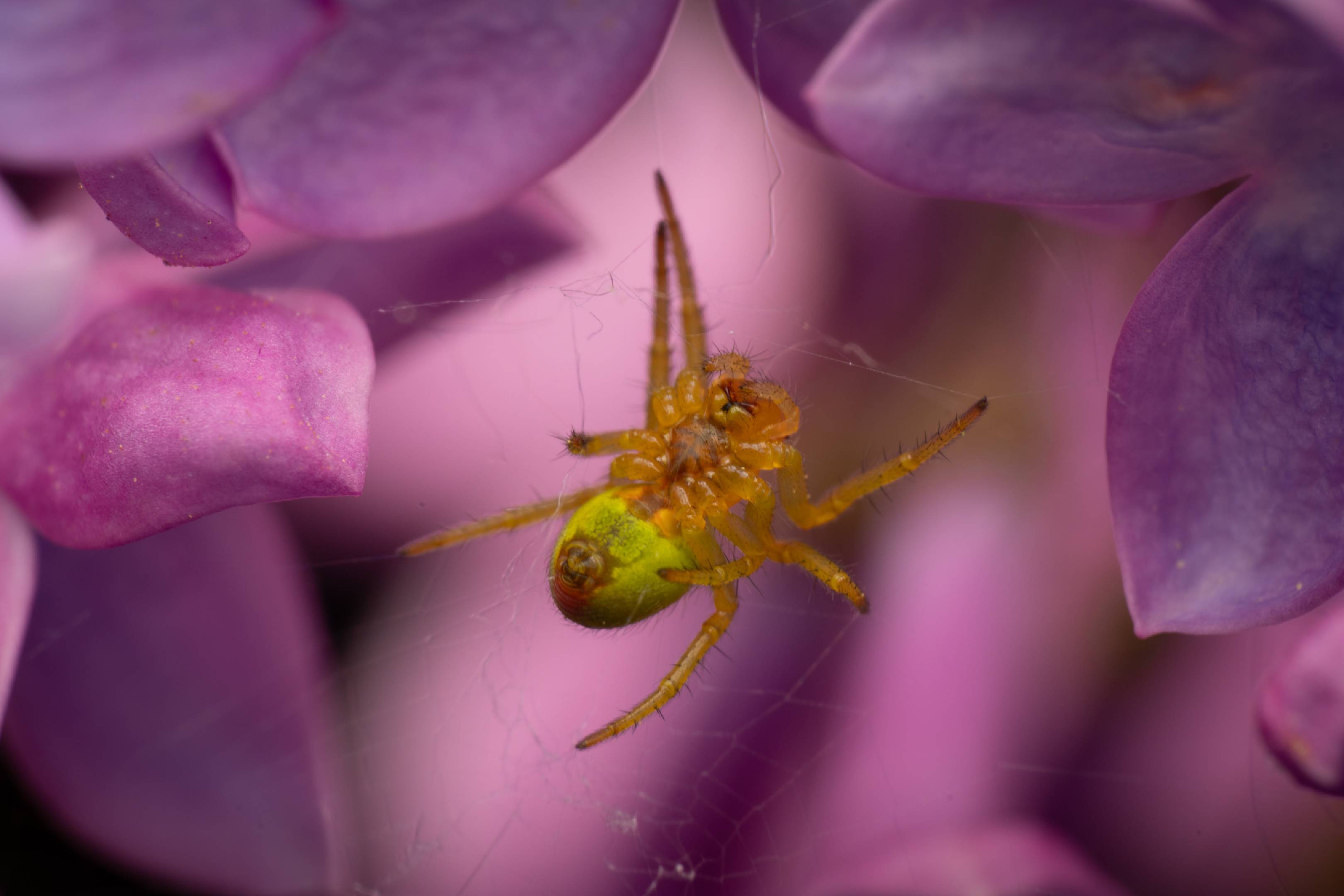 Cucumber Green Spider | Cucumber Green Spider