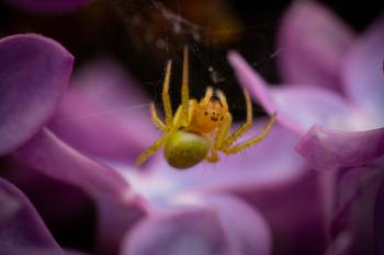 Cucumber Green Spider