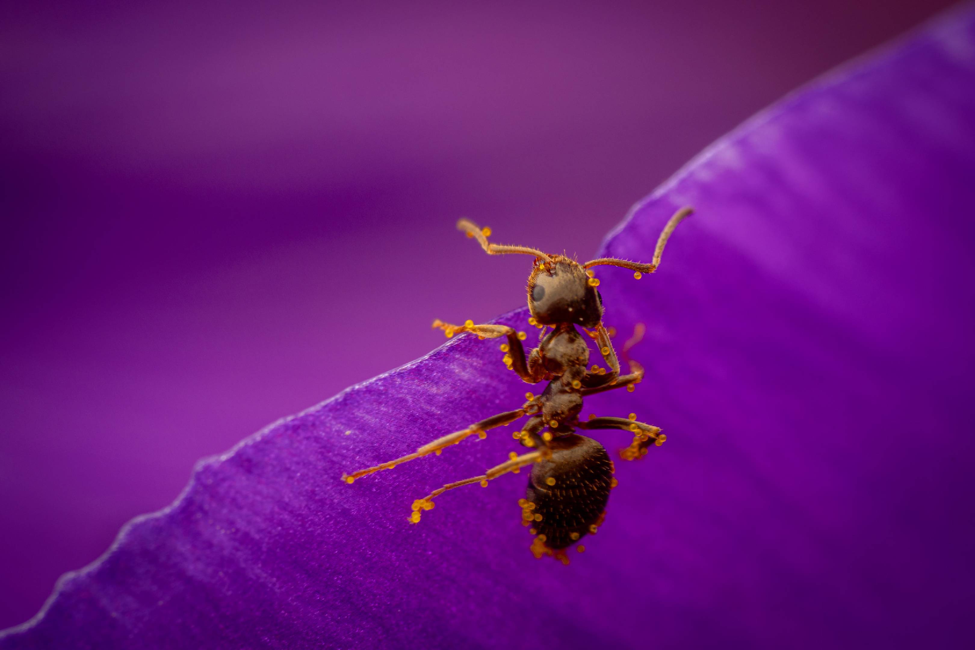 Black Garden Ant | Black Garden Ant