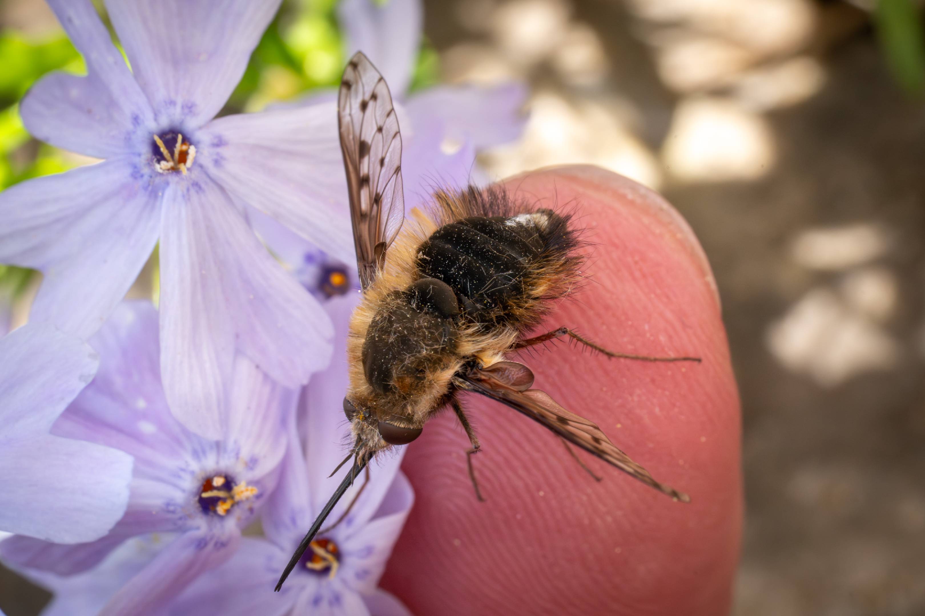 Dotted Bee Fly | Dotted Bee Fly