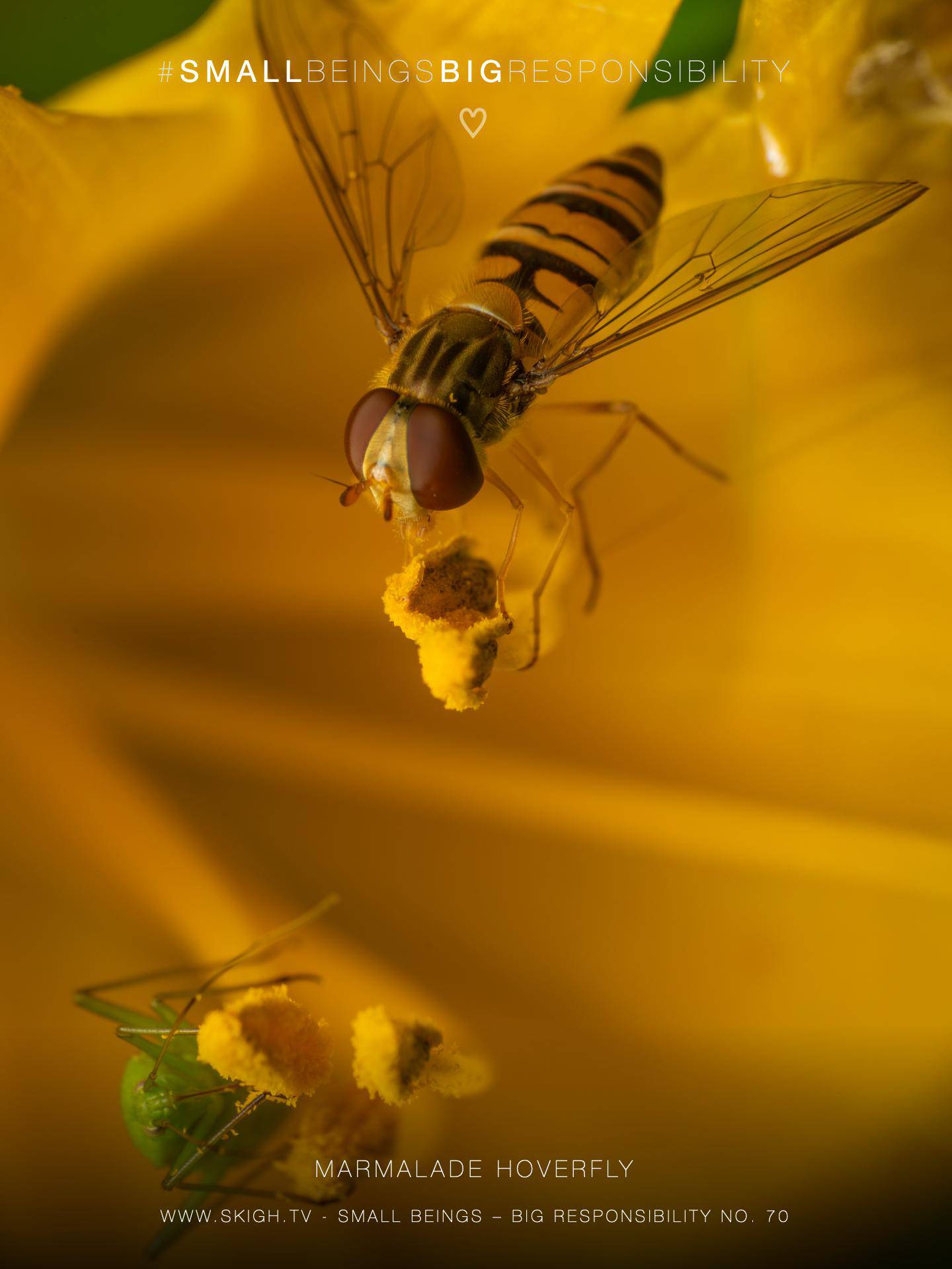 Marmalade hoverfly | 1/250s * f16 * ISO 400 * 90mm - FE 90mm F2.8 Macro G OSS - Sony α7R V Marmalade hoverfly