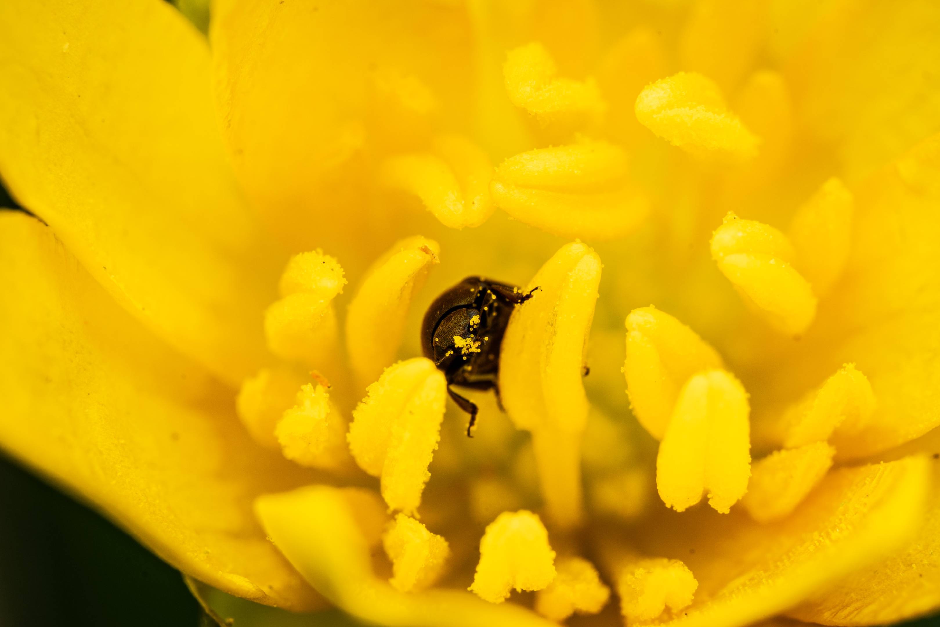 Common Pollen Beetle | Common Pollen Beetle