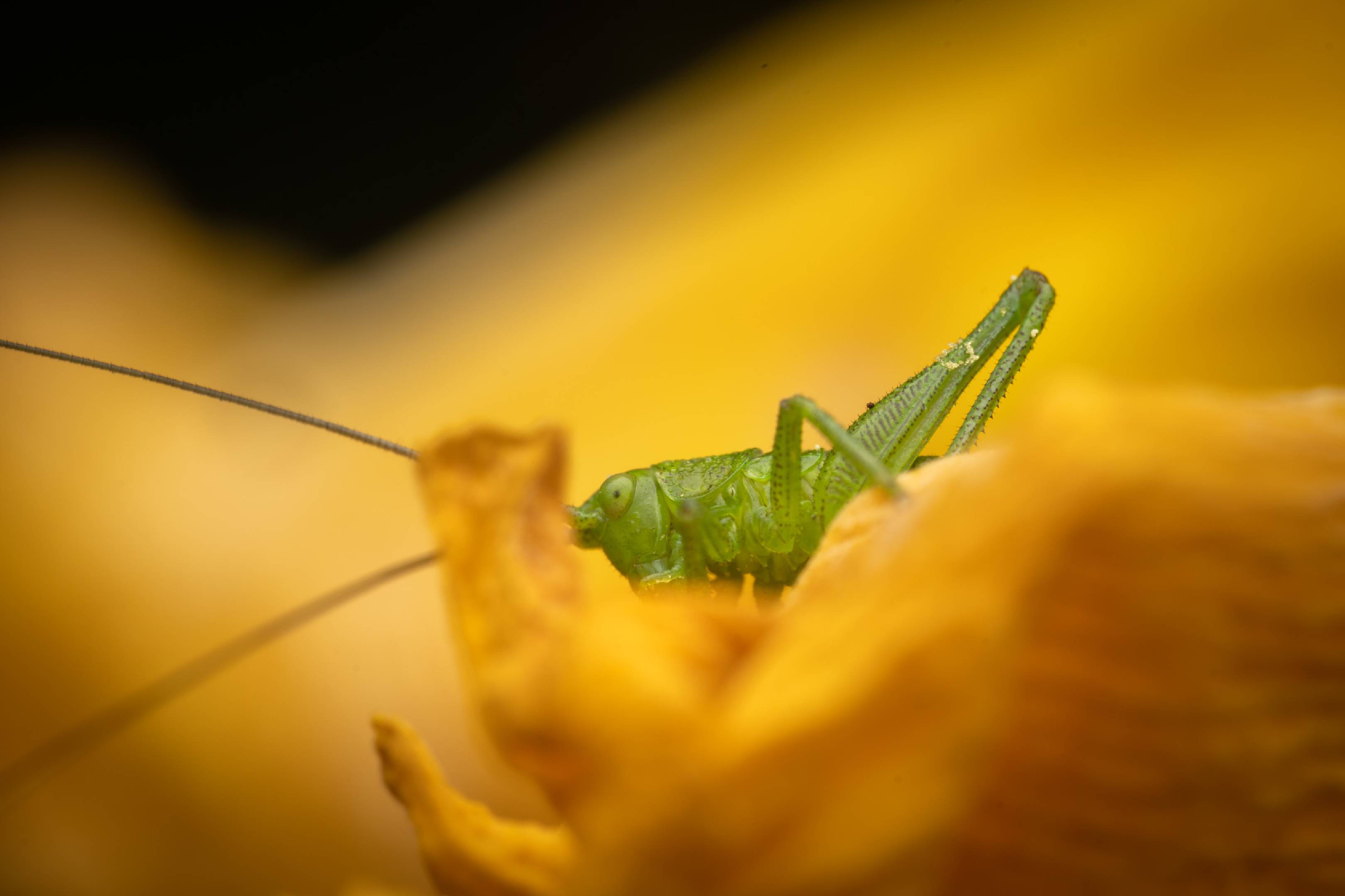 Tettigonia | Tettigonia