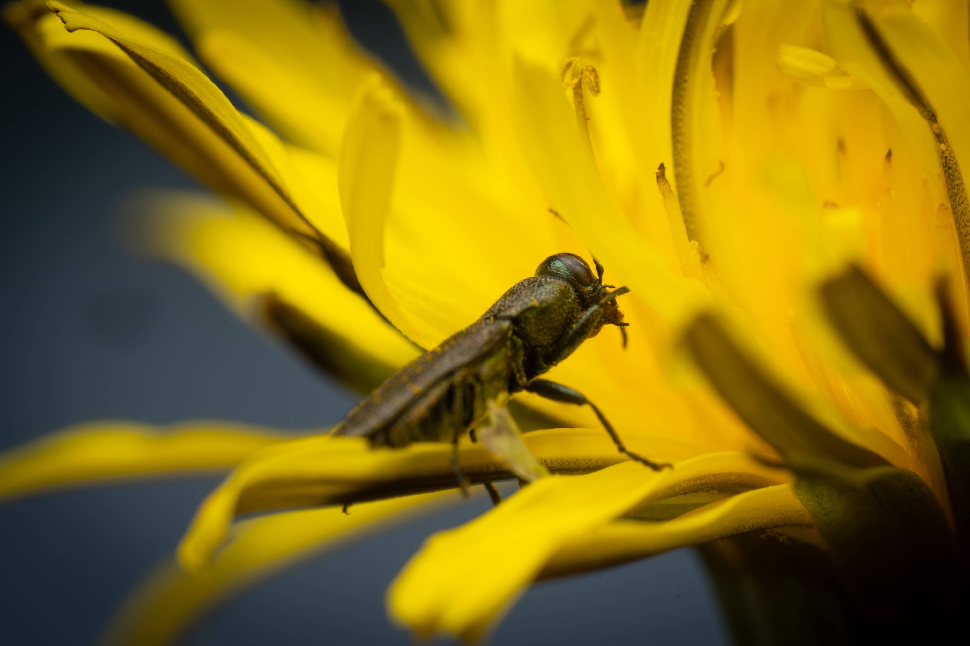 Anthaxia morio | Anthaxia morio