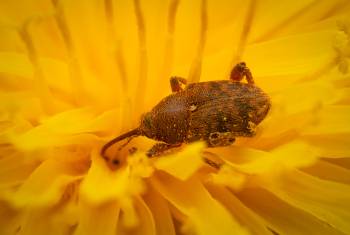 acorn weevil