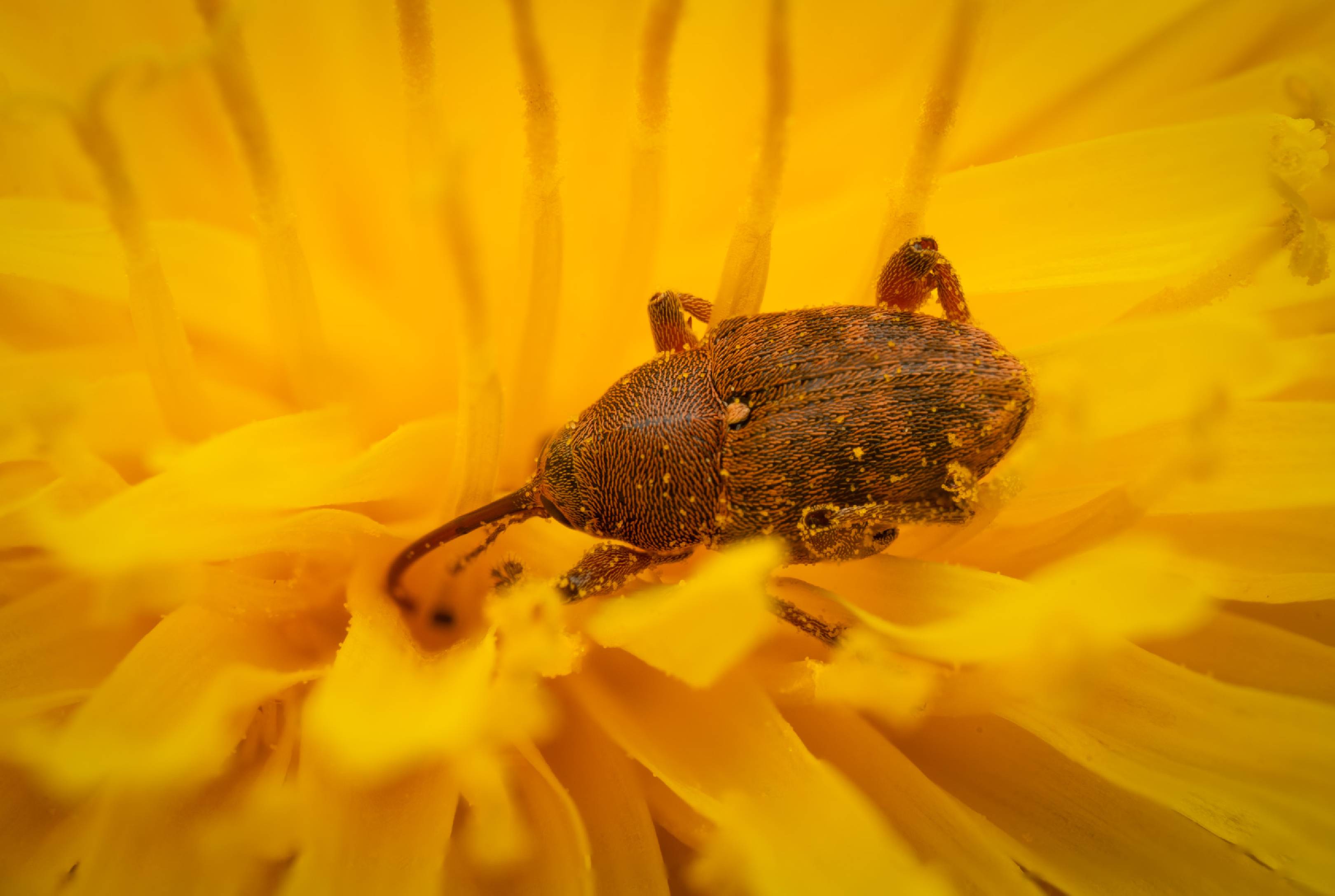 acorn weevil | acorn weevil