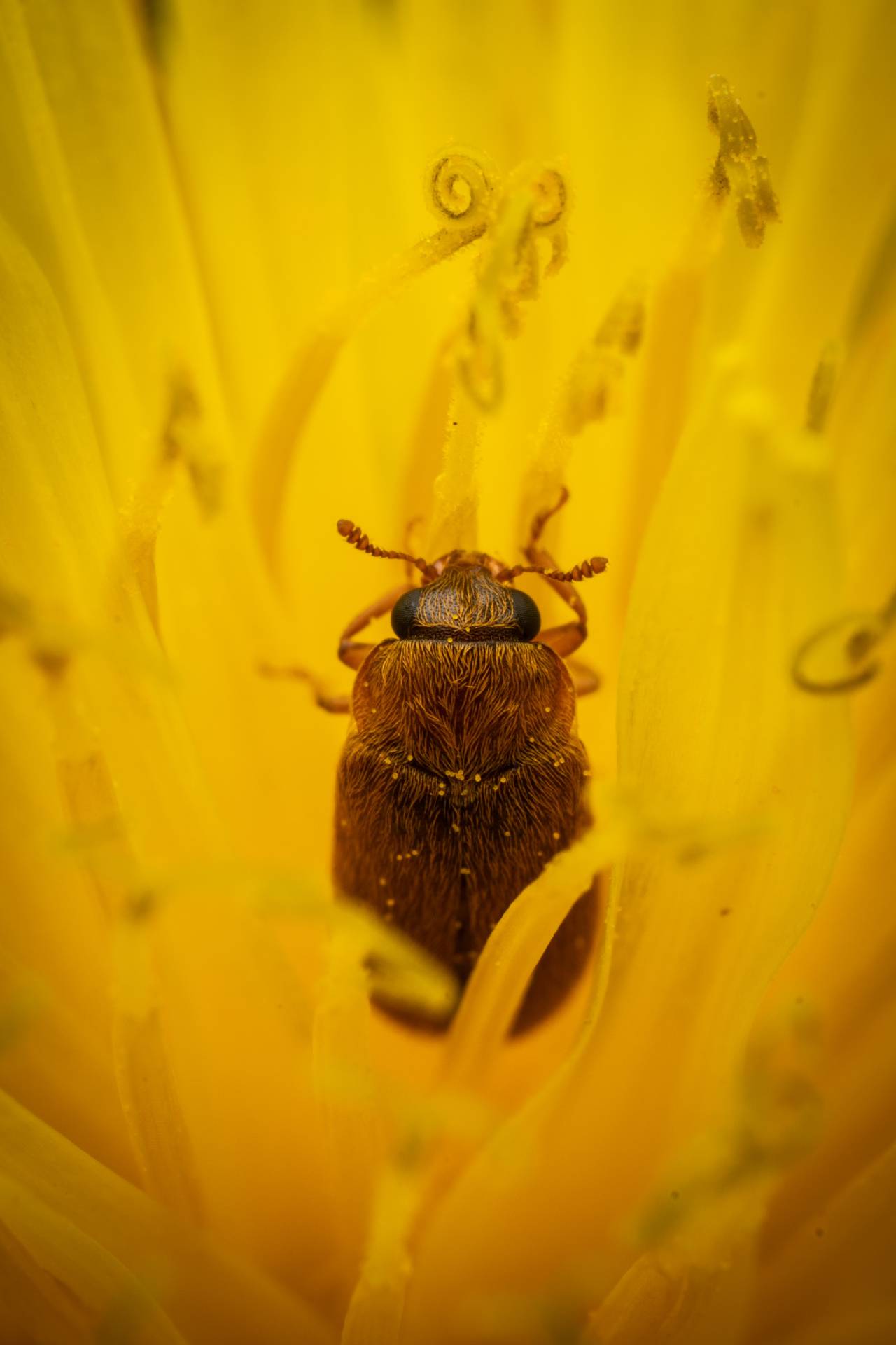 Byturus ochraceus | Byturus ochraceus