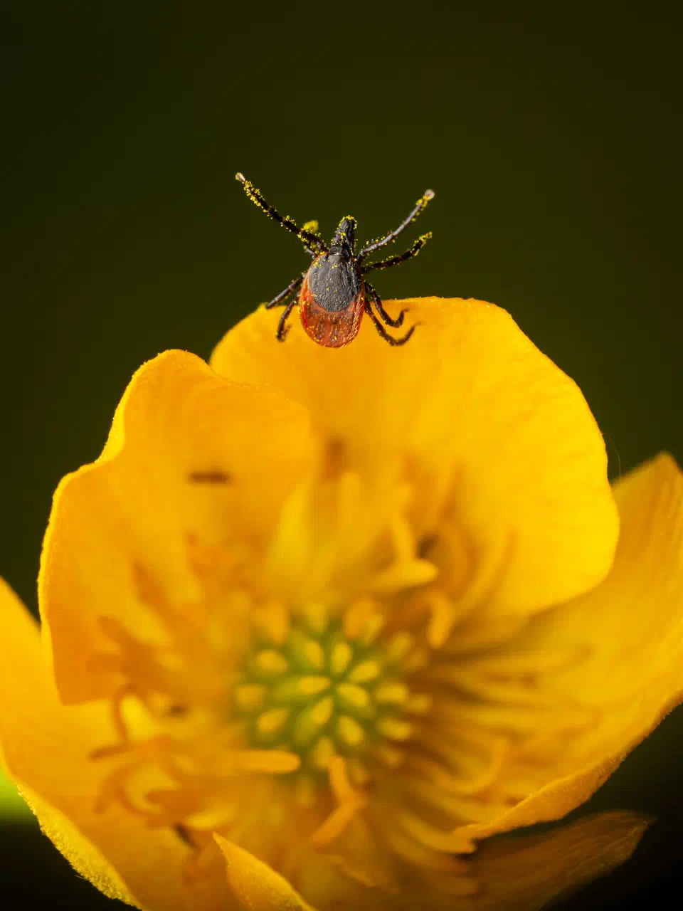 Castor Bean Tick