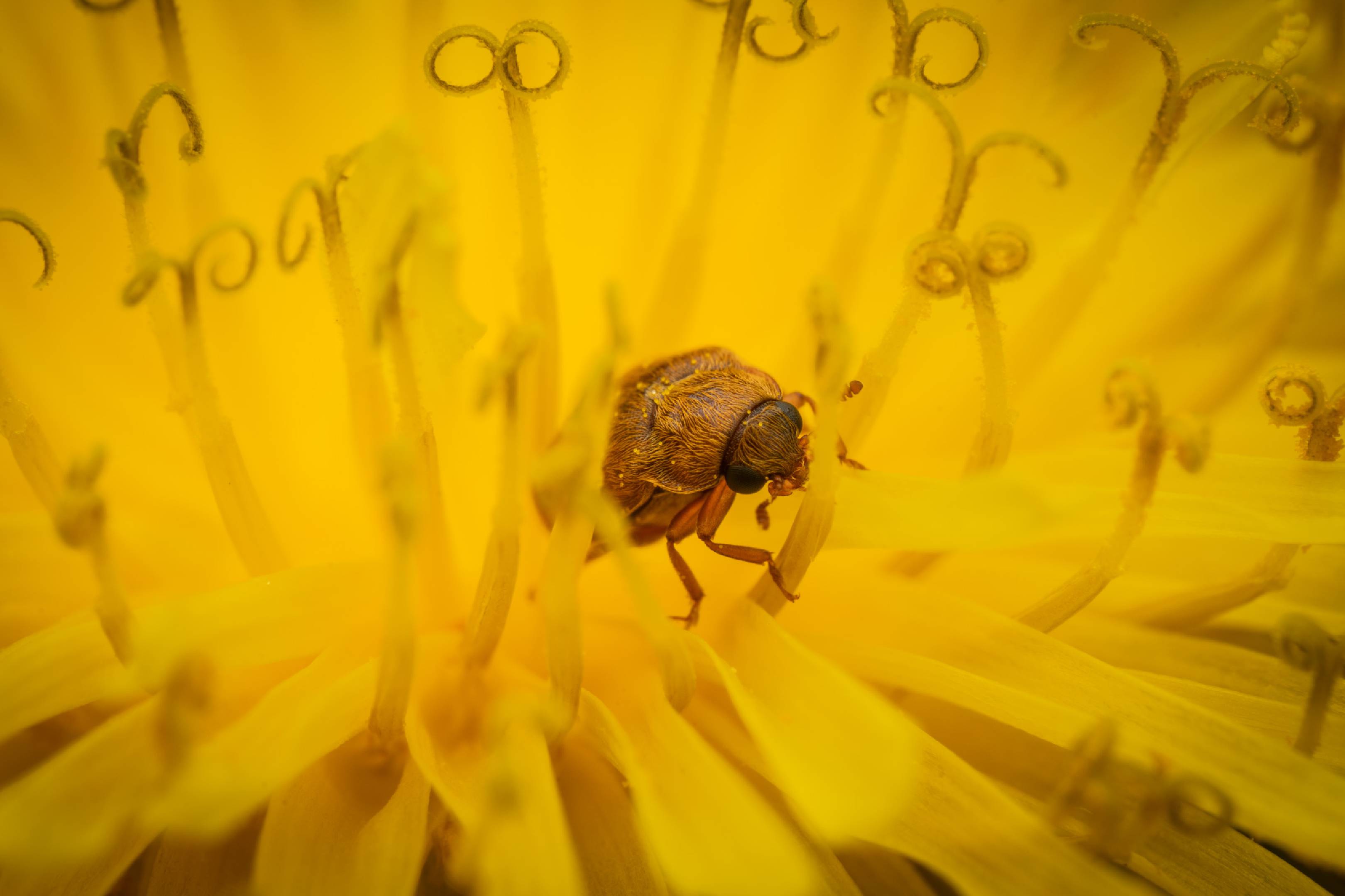 Byturus ochraceus | Byturus ochraceus