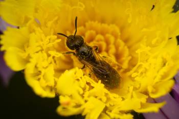 Lasioglossum