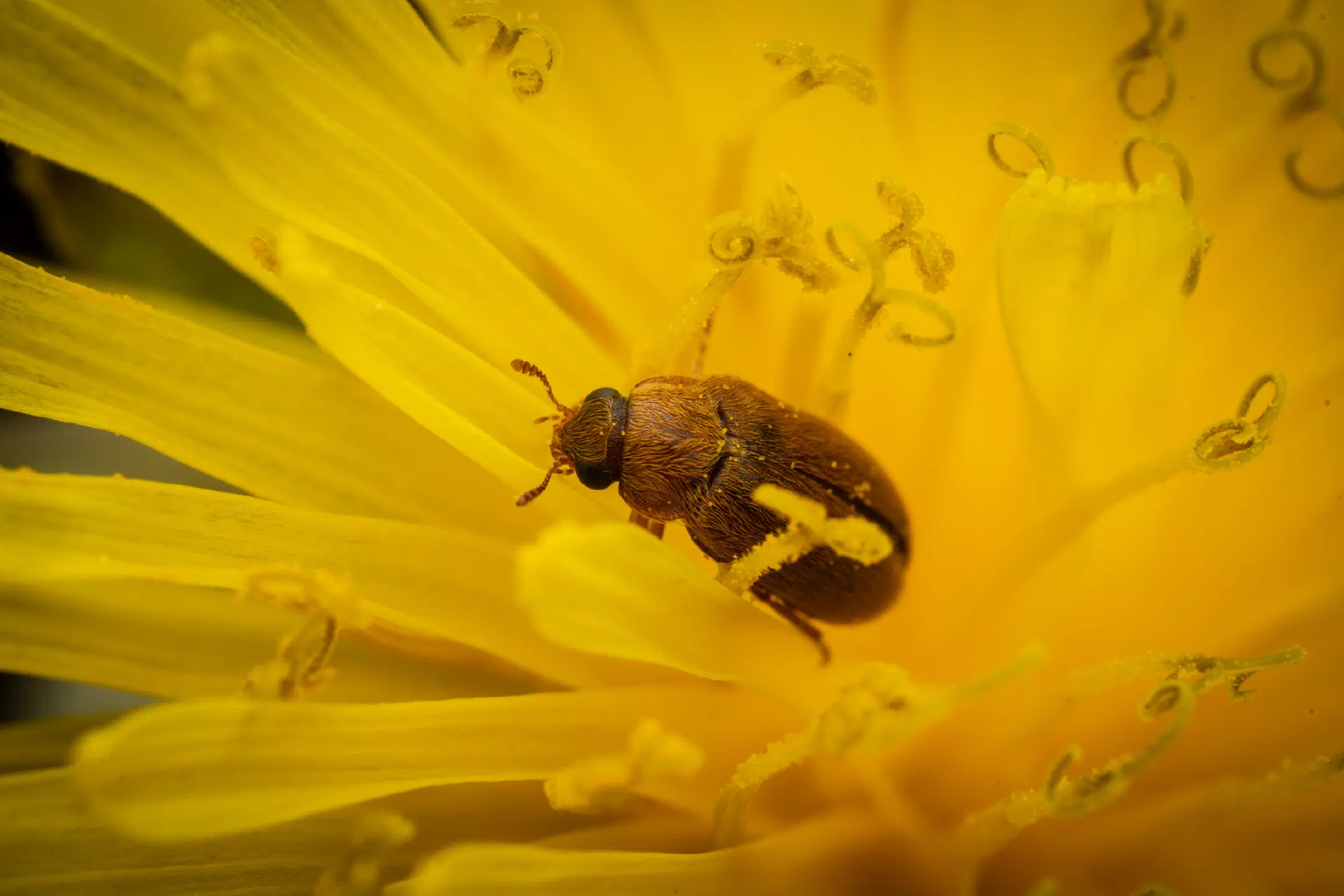 Byturus ochraceus